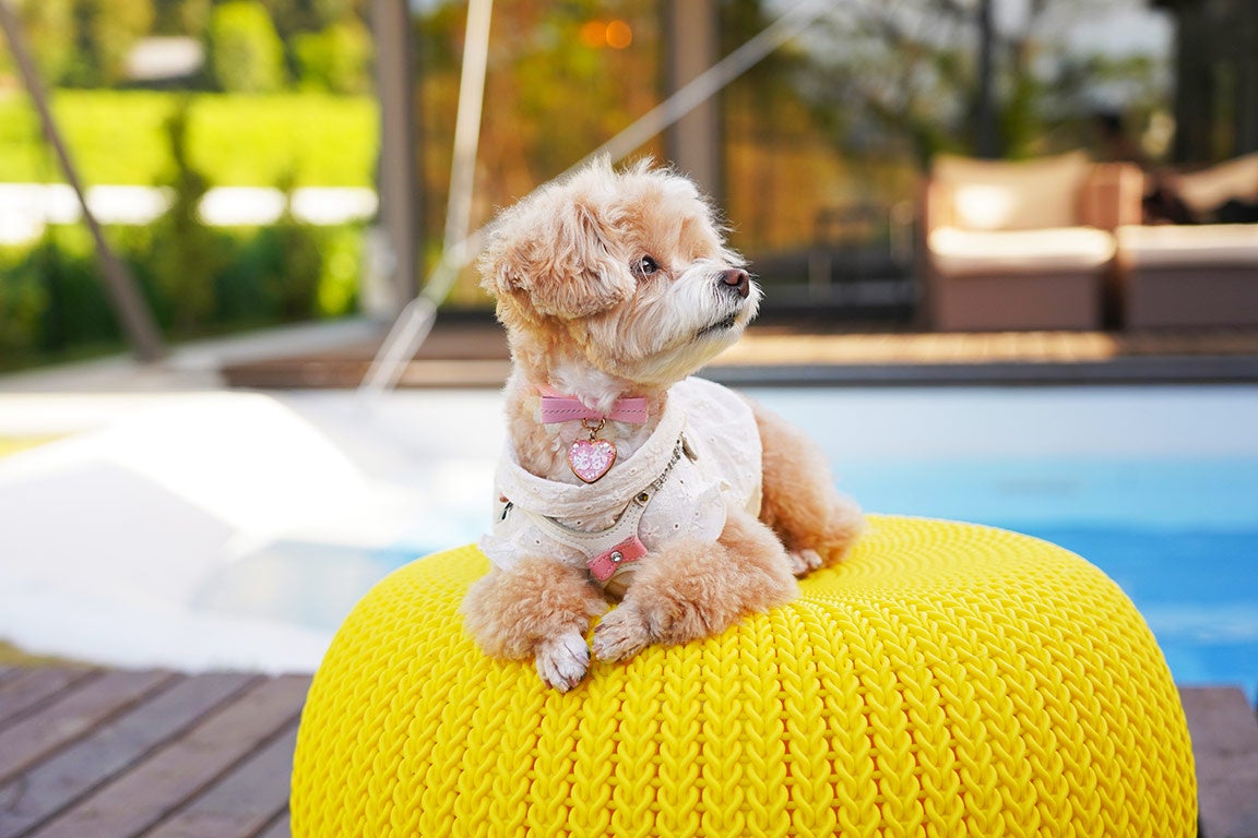 【期間限定新プランのご紹介】皆様からのご要望が多かった愛犬と一緒にプールを満喫できる新プランを開始！～ドッグヴィラ千葉南房総～