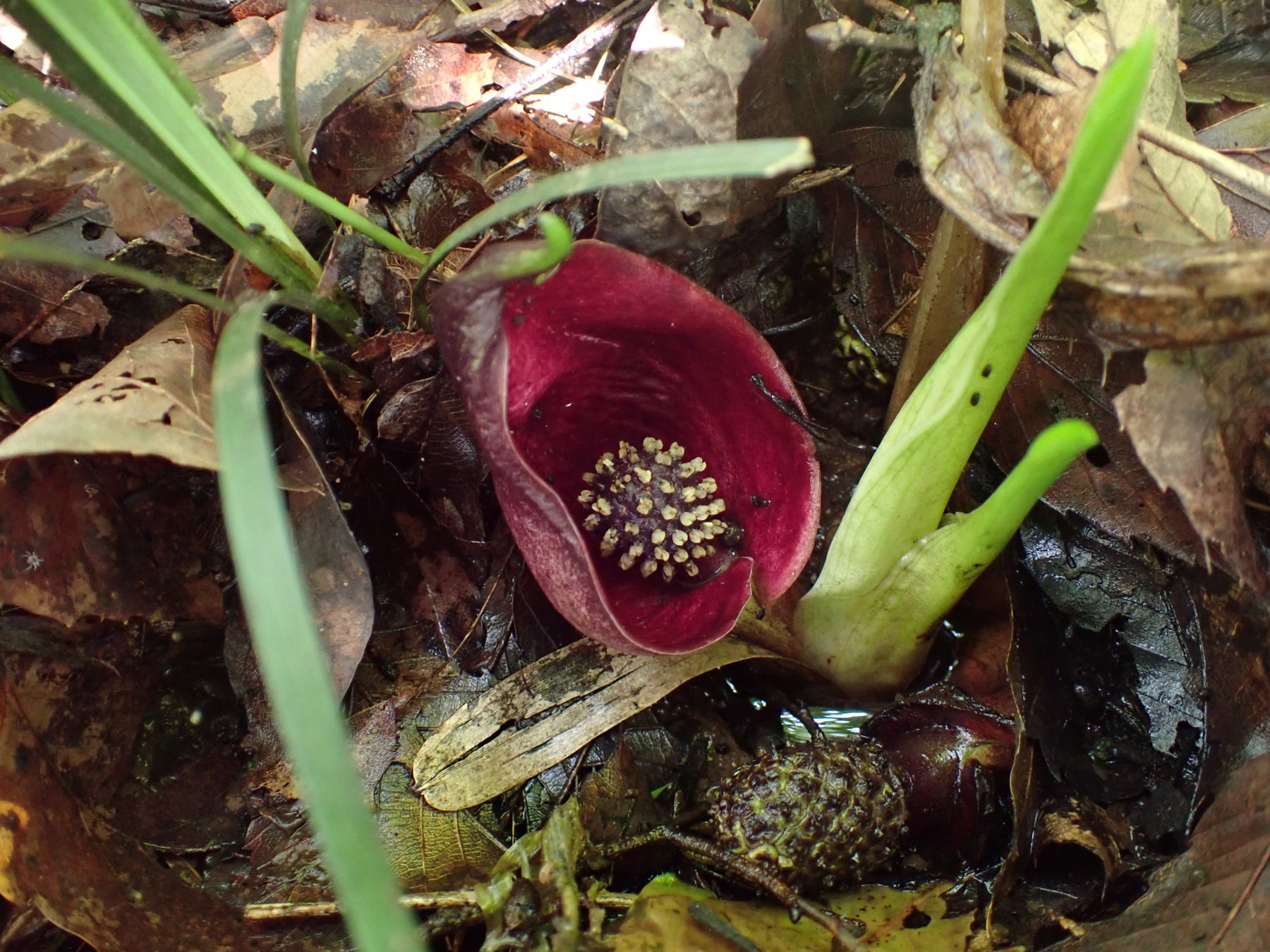 京都から沖縄へ美食の新時代 cenci の坂本健氏、2025年11月より「シルー」コンサルティングシェフ就任