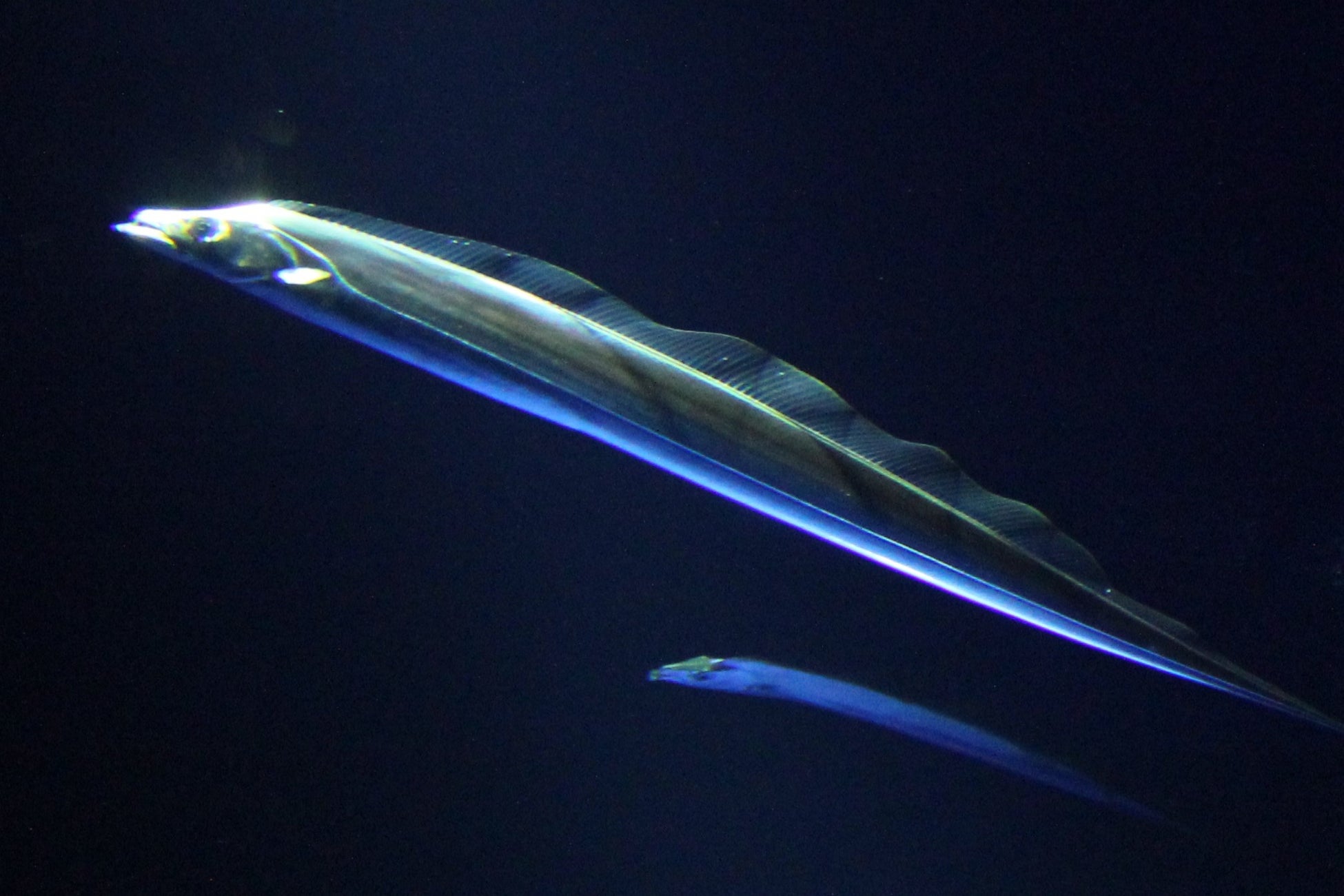 「天を仰ぐ太刀魚」タチウオの常設展示のお知らせ・サンシャイン水族館
