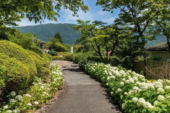 箱根強羅公園に１１１鉢のあじさいフォトスポットが登場！