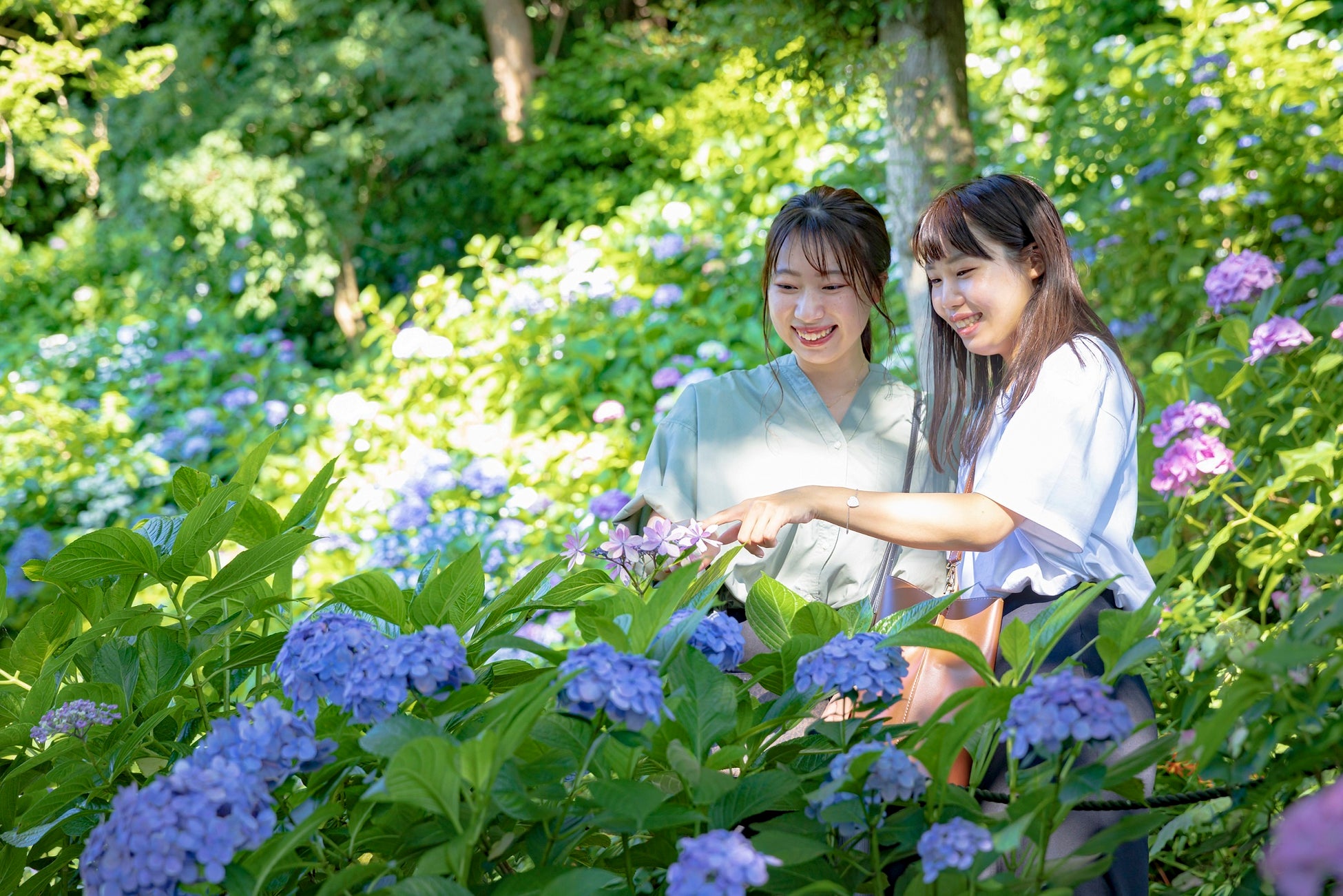 【鎌倉プリンスホテル】梅雨シーズン到来！紫陽花と古都の風情を愉しむ「長谷寺の拝観券付き宿泊プラン」を販売