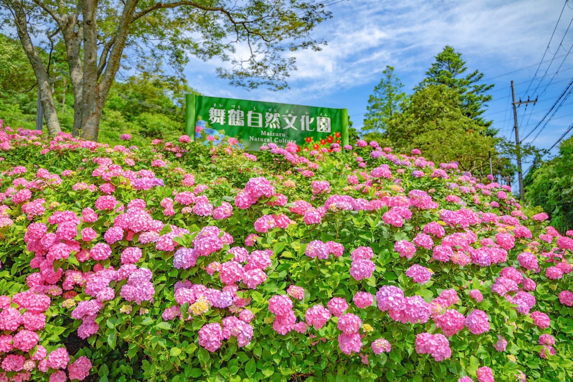 彩り豊かな花々が美しい”アジサイの海”へようこそ！舞鶴自然文化園の「アジサイ園2025」開催！