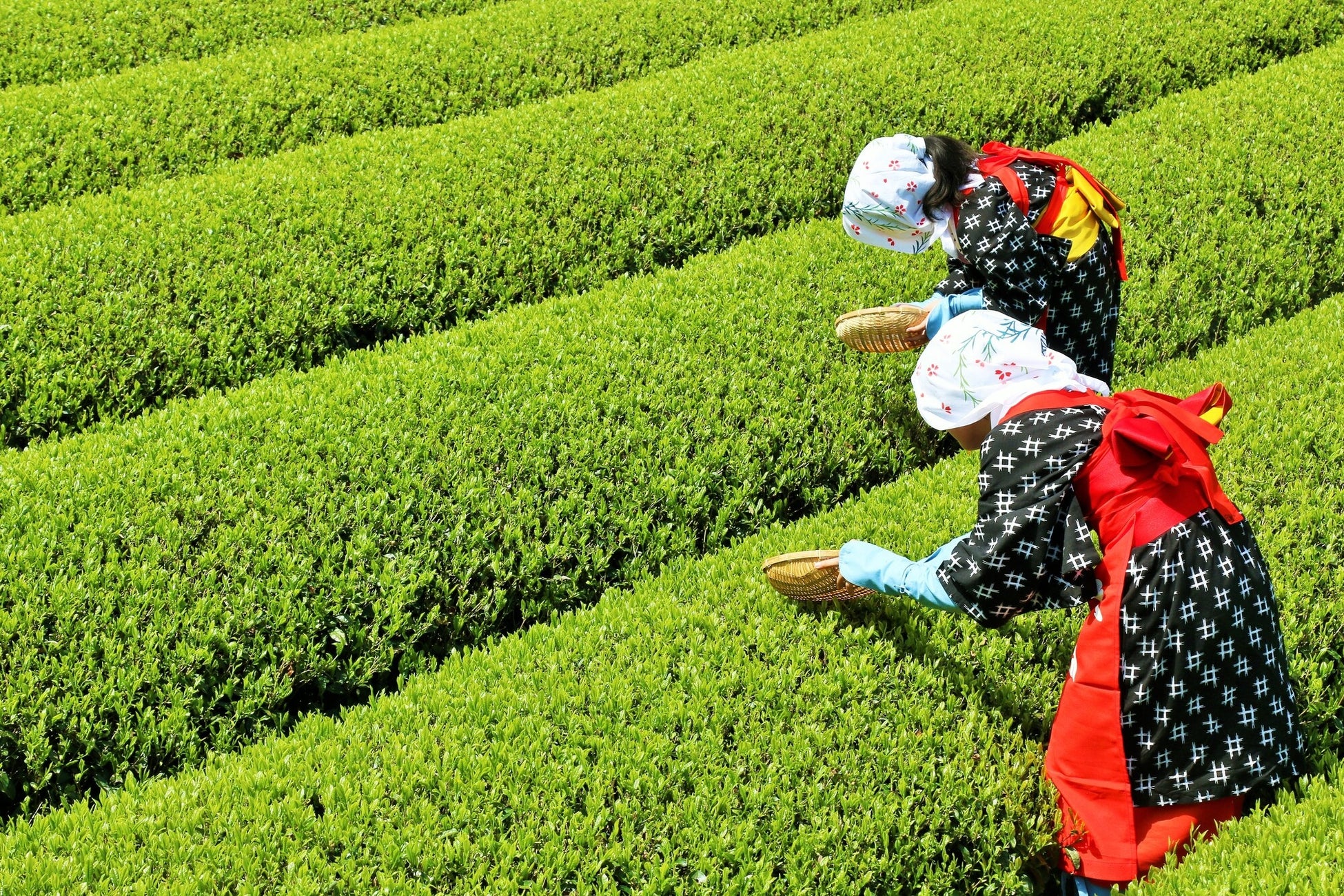【2025年6月】五穀豊穣のお茶屋ごはん®︎ 五木茶屋 嵐山本店にて、五感で京都を体験する新たな京丼「五穀豊穣 夏のハレの日御膳」が新登場！