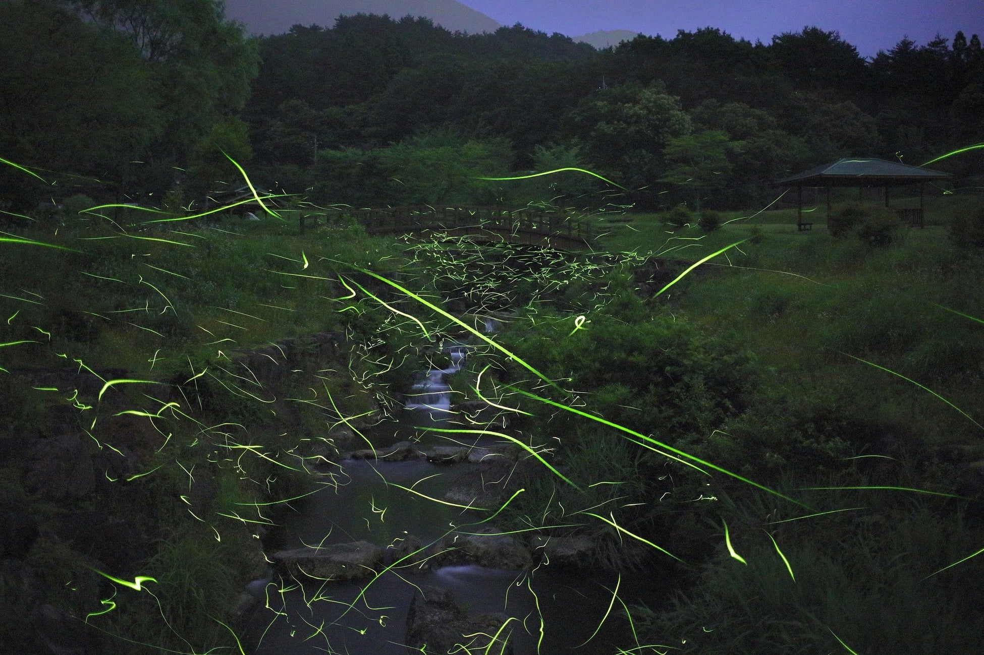 幻想的な光と地元グルメを満喫する夏のひととき　休暇村蒜山高原では自然豊かな初夏の風景の中、ホタルの舞を楽しめる「ホタルの観賞会」を宿泊者限定で6月7日（土）より開催