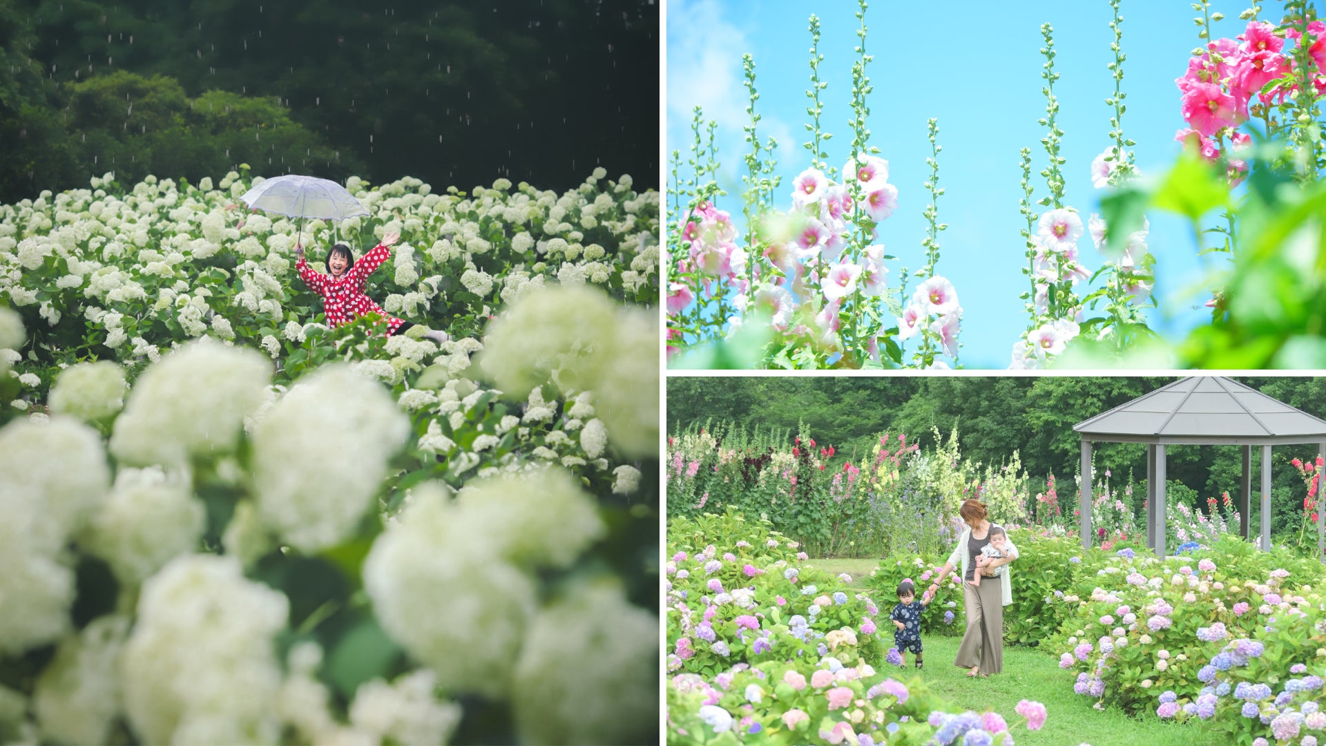 【広島／世羅】あじさいとタチアオイの丘《Flower village 花夢の里》
