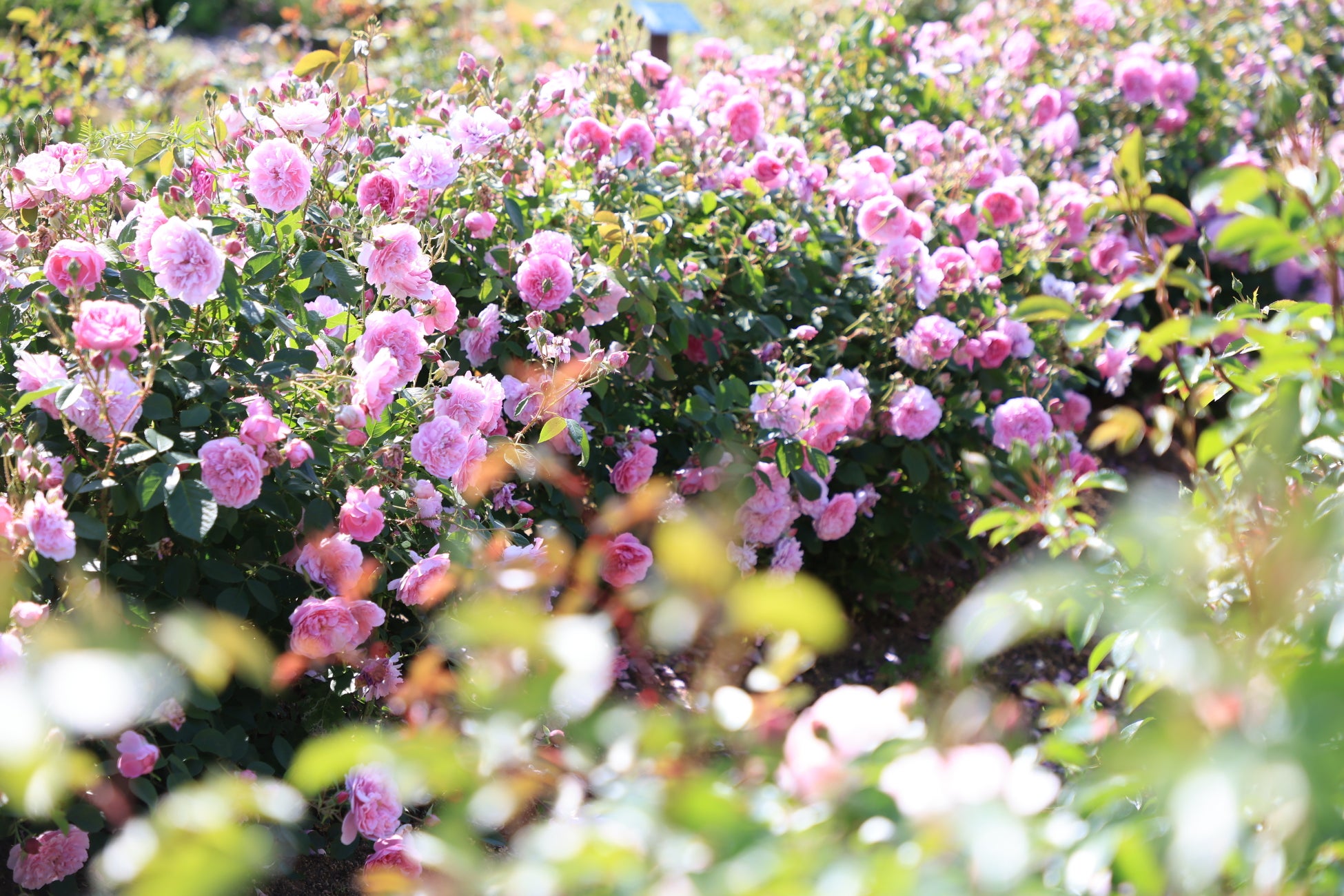 【広島／世羅】ばらが見ごろを迎えています　ローズ＆フラワーガーデン《そらの花畑高原花の森》