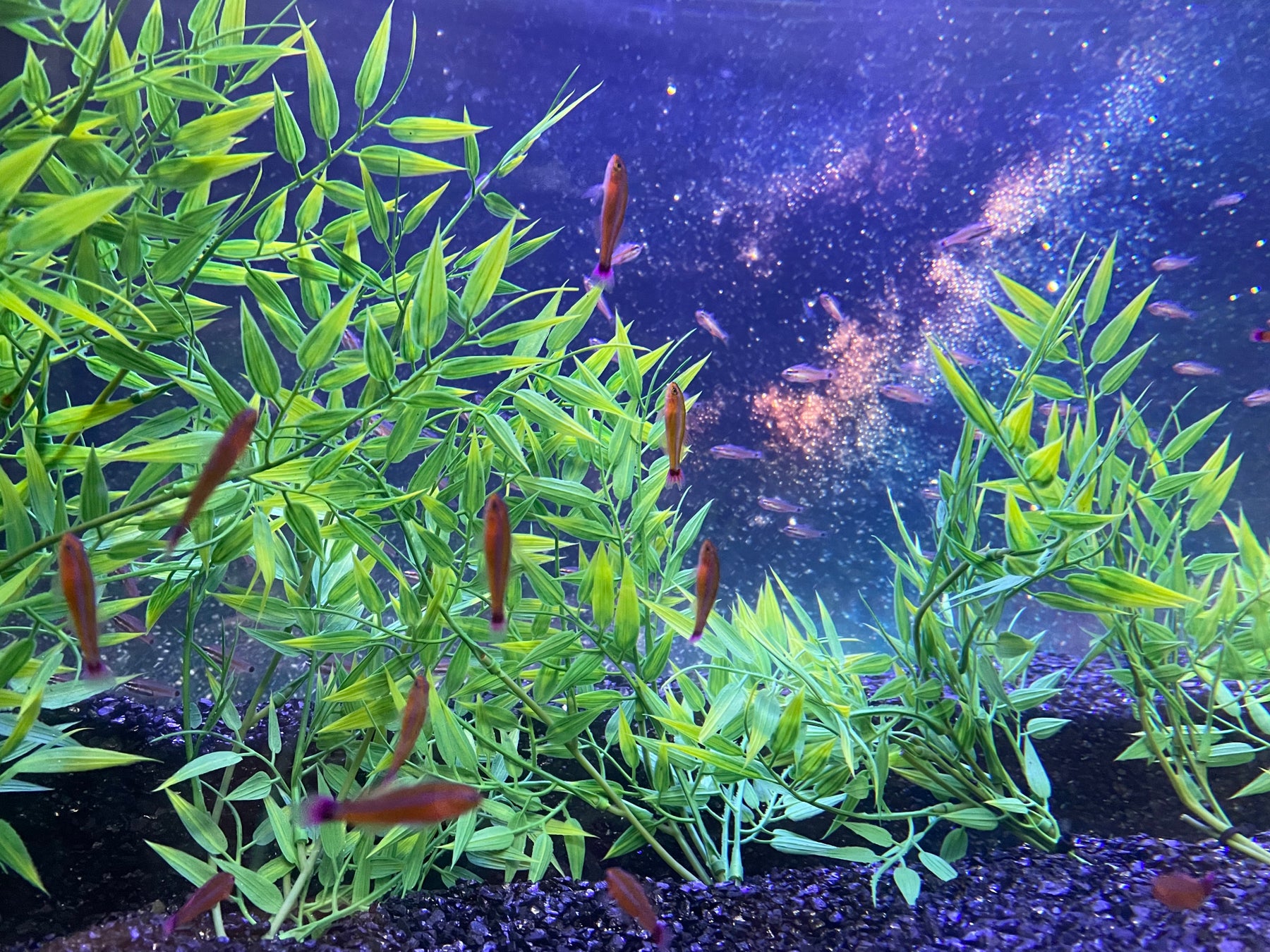 創業75周年を迎えたクラブメッド