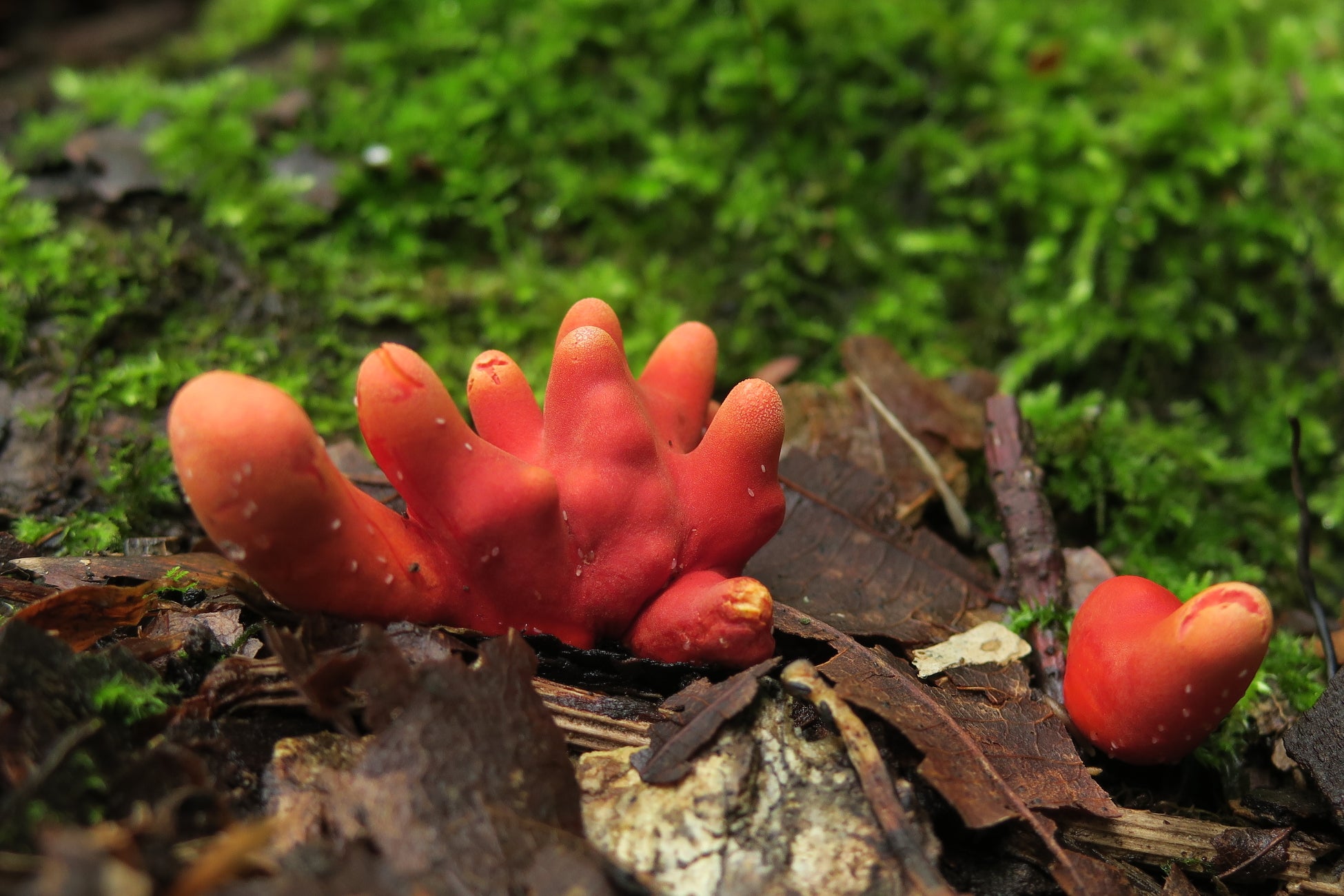 【アクアワールド茨城県大洗水族館】アクアワールド・大洗で動物たちと皆さんの願い事を叶えます『七夕アクアワールド開催決定!』【2025年6月5日(木)~7月7日(月)】