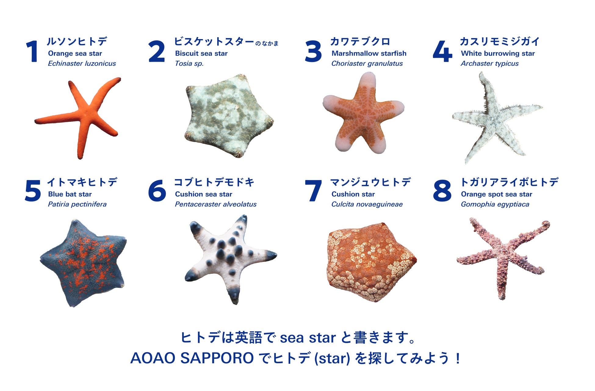 【トマム】秋の澄んだ空気の中で、雲海や黄色に色づく山々の絶景を楽しむ「雲海テラスサンライズウォーキング」開催