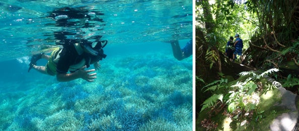 雲海と山野草の女王「シラネアオイ」に出会える高原体験　“朝の「天空の丘」と「あみはりの森」お散歩会”毎日開催！　絶景・網張温泉「天空のリフト」も運行中