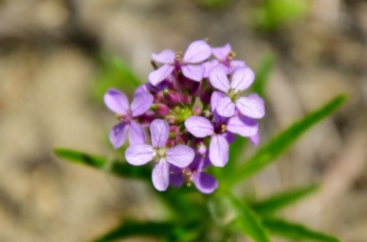 A ta gueule　20周年記念　「オリエンタルフレンチコース」