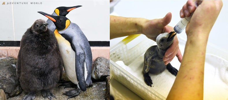 日本最南端のアイランドビーチリゾート「はいむるぶし」15種類以上のフリープログラムで、「何をしても幸せ、何もしなくても幸せ」な夏のリゾートステイ