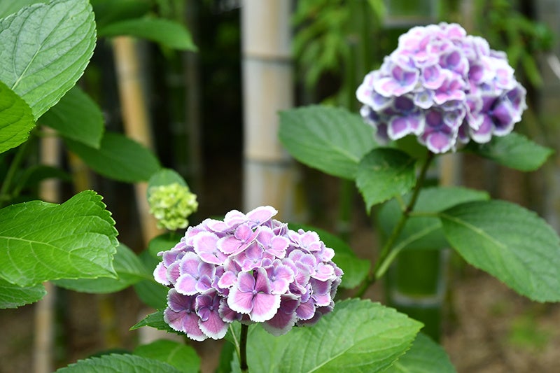 【オーセントホテル小樽】美食の饗宴。開業27周年記念、3つのレストランで味わう夏の旬をご提供します。