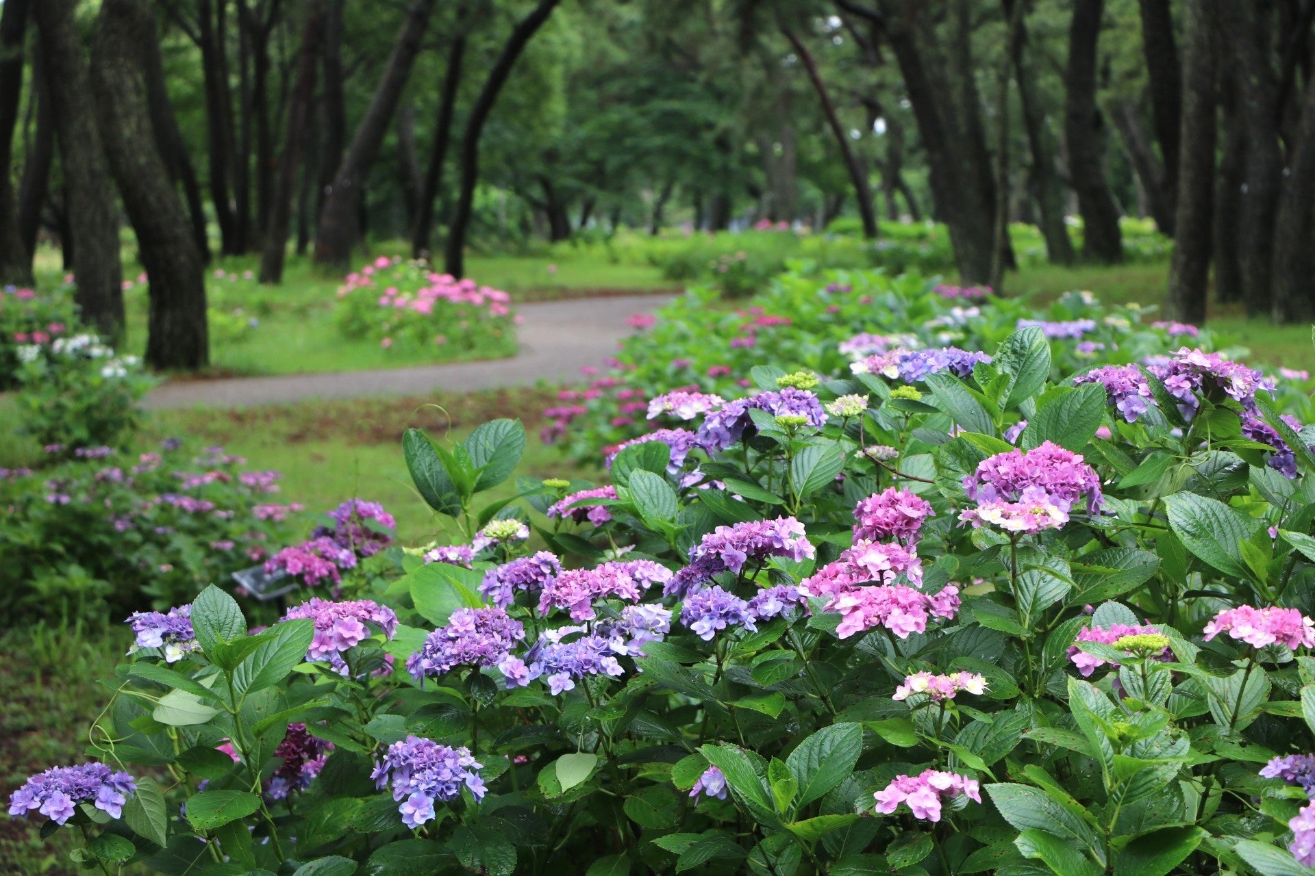 神戸の人気”アジサイスポット”神戸布引ハーブ園。３つのエリアに様々なロケーションの「アジサイのある風景」が登場。まもなく見ごろを迎えます。瑞々しい情景に心が涼みます。