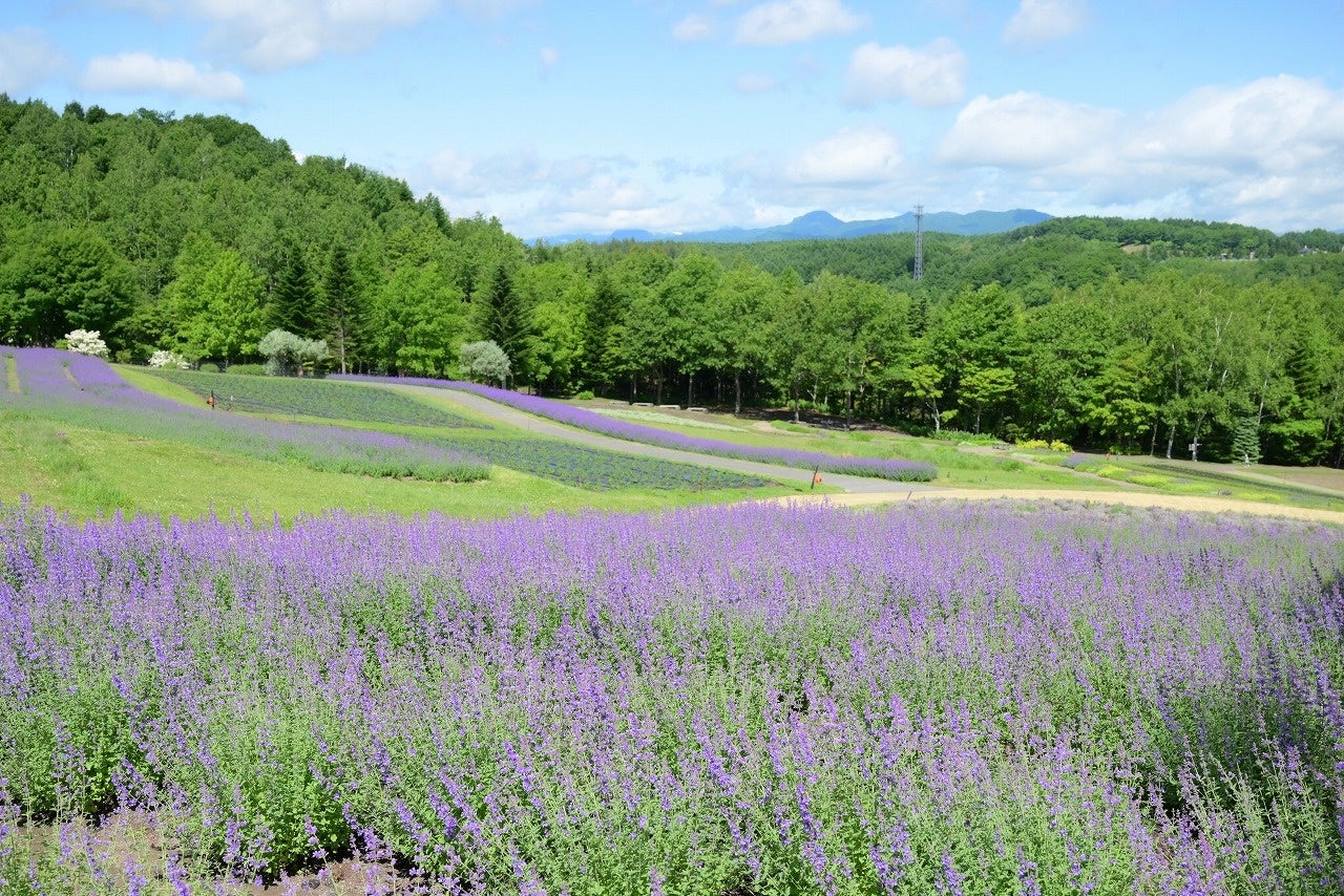 【品川プリンスホテル】遠いハワイへの憧れを品川駅徒歩約2分で叶える 品プリグルメ紀行~Hawaiian Fair 2025~を開催