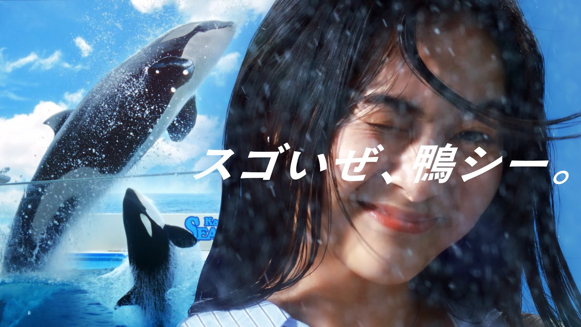 【鴨川シーワールド】鴨川シーワールド「新TVCM放映決定！！」