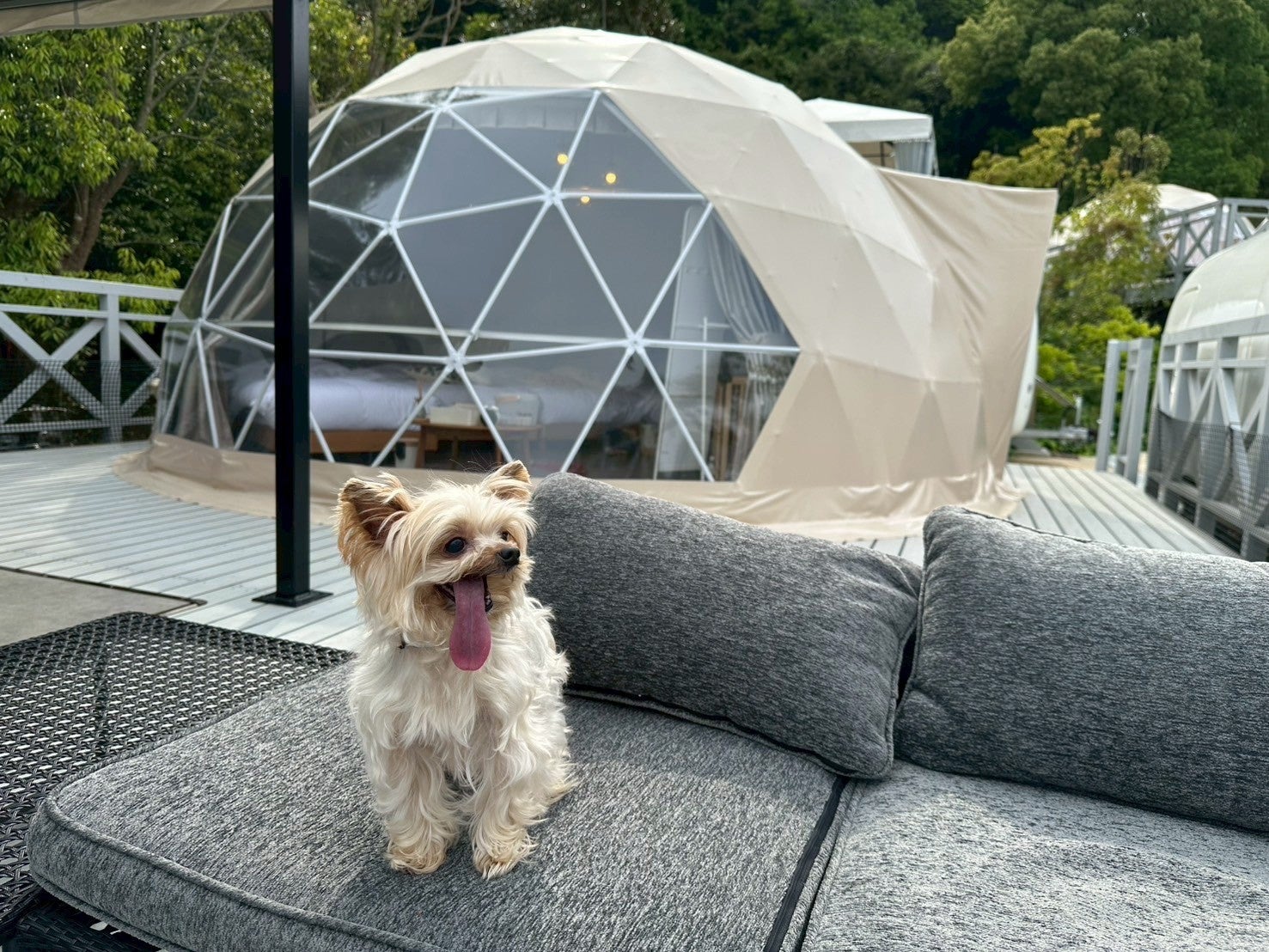 愛犬と“海辺グランピング”を満喫――「ラストピース糸島」にドッグフレンドリーテントが新登場