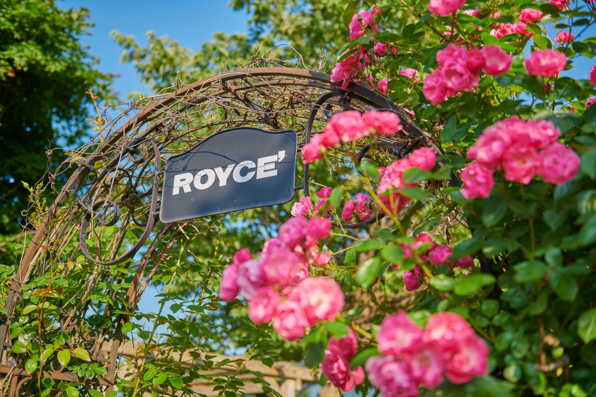 白馬五竜、6月21日からグリーンシーズン営業開始。開園25周年を迎える高山植物園では鮮やかに咲き誇る花々が見頃に