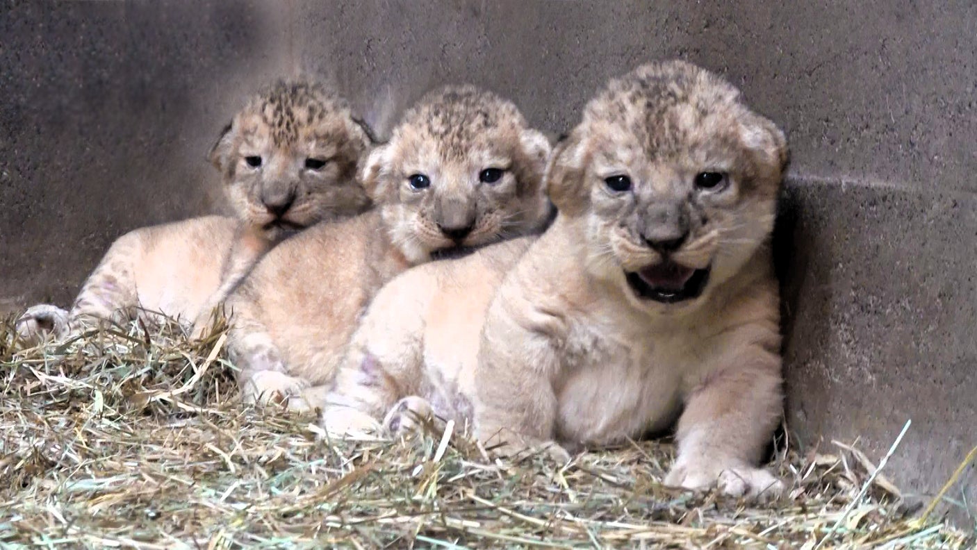 「楽しみになる朝食」が、この夏は贅沢メロンづくしに!旬のメロンを堪能する『夏の北海道メロンフェア』を開催!
