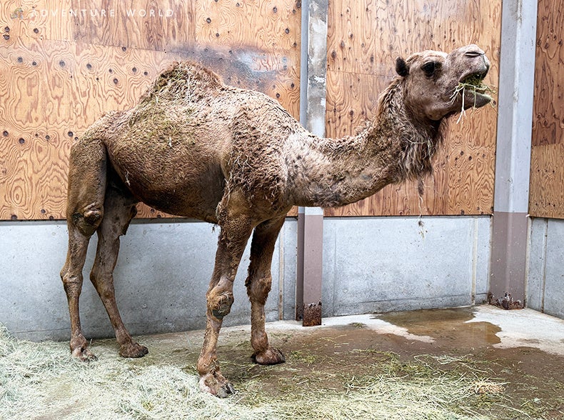 動物たちのいのちを未来へ　ヒトコブラクダのオス１頭が将来の繁殖を目指しアドベンチャーワールドに仲間入りしました