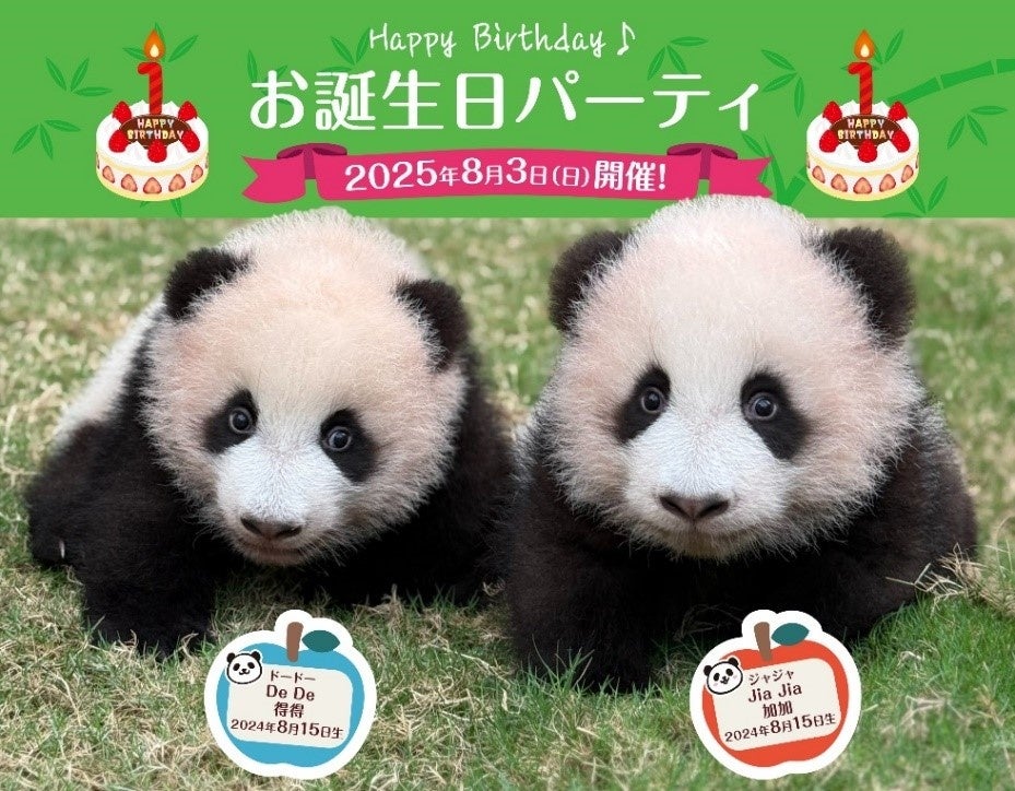 夏休み旅行は香港へ✈かわいい双子の赤ちゃんパンダに会いに行こう！～開園前に優先入場できるジャイアントパンダ見学ツアー発売開始～