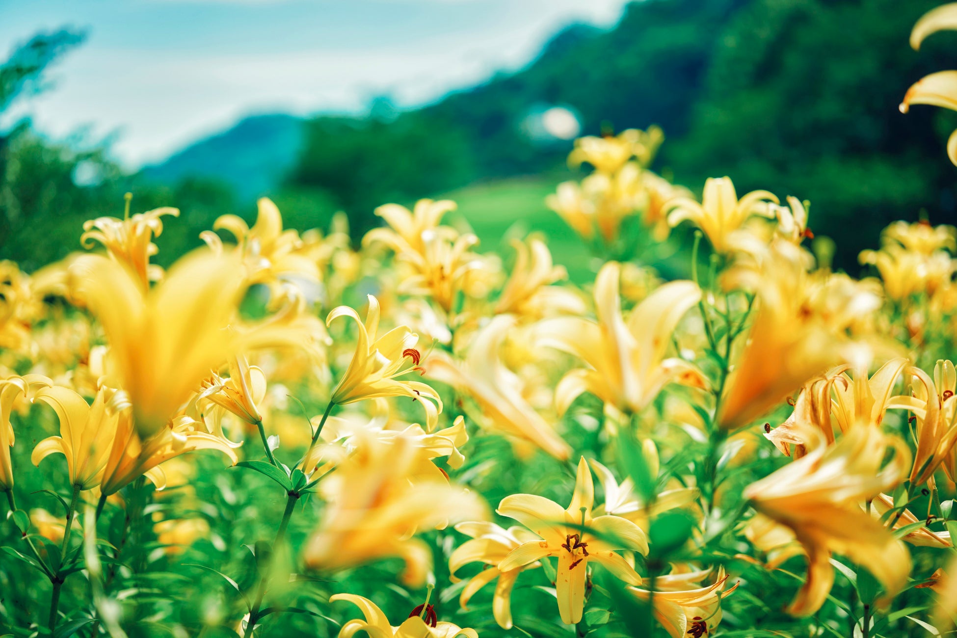 黄色、ピンクに一面が彩る初夏の花畑「ユリ園」が見ごろを迎えました。黄色、ピンクに一面が彩る人気の撮影スポットです。山上のリゾート”神戸布引ハーブ園”では各所で”ユリのある風景”もお楽しみいただけます