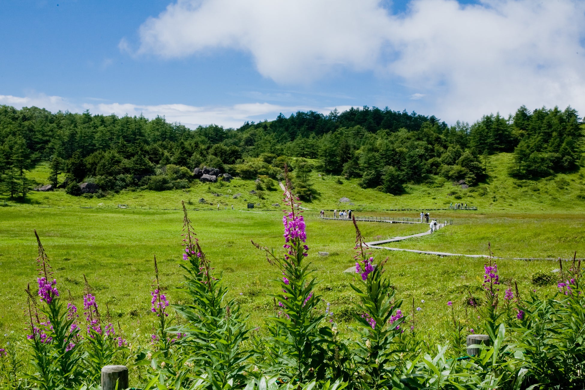 「高山植物の宝庫」池の平湿原がベストシーズンへ　休暇村嬬恋鹿沢では『高原植物の天国「池の平湿原」ガイドウォークを7月1日より開催