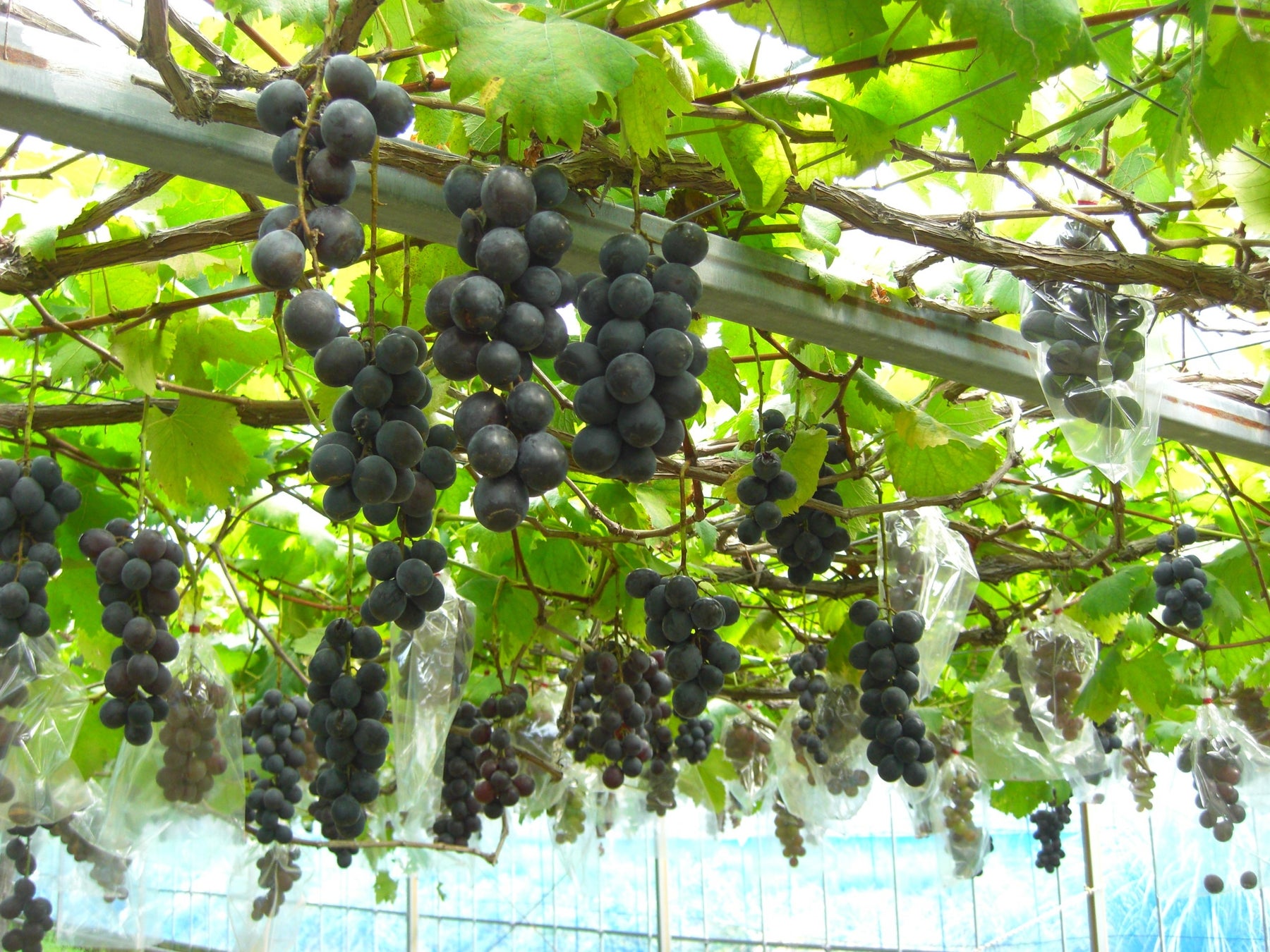 トキエア、搭乗券呈示でお得にお土産が買えるキャンペーンを開始