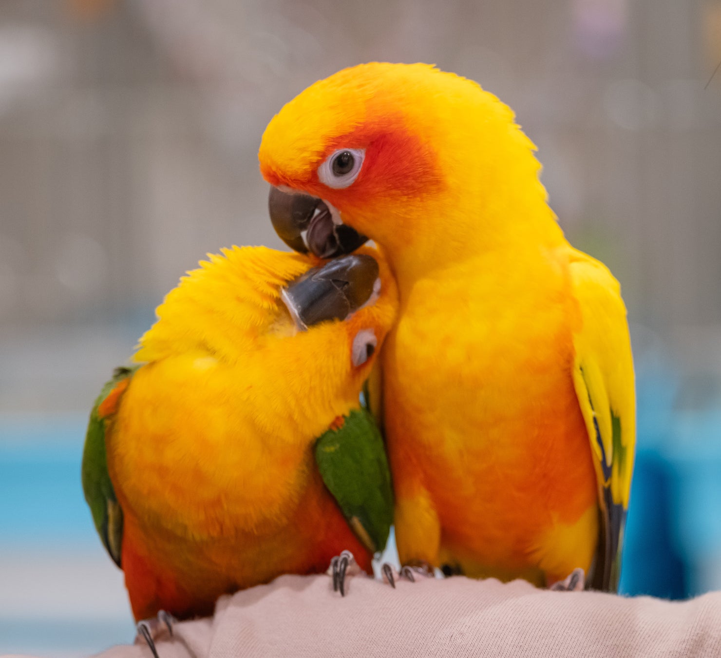 【グランドニッコー淡路】巨峰狩り体験付き宿泊プランを7月1日（火）より販売