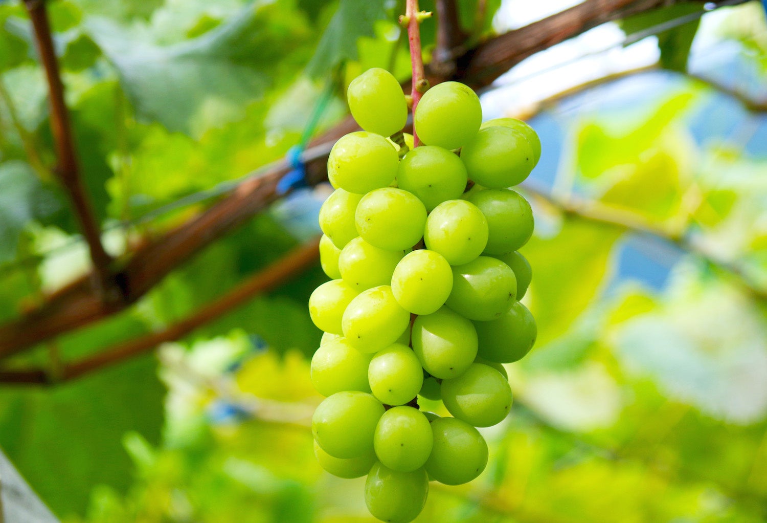 「本州最南端 暮らすように泊まる古民家 NOIE」2025年7月1日リブランドオープン(旧:NIPPONIA HOTEL 串本熊野海道)|インスタグラム投稿キャンペーン+20%OFF記念プラン販売中