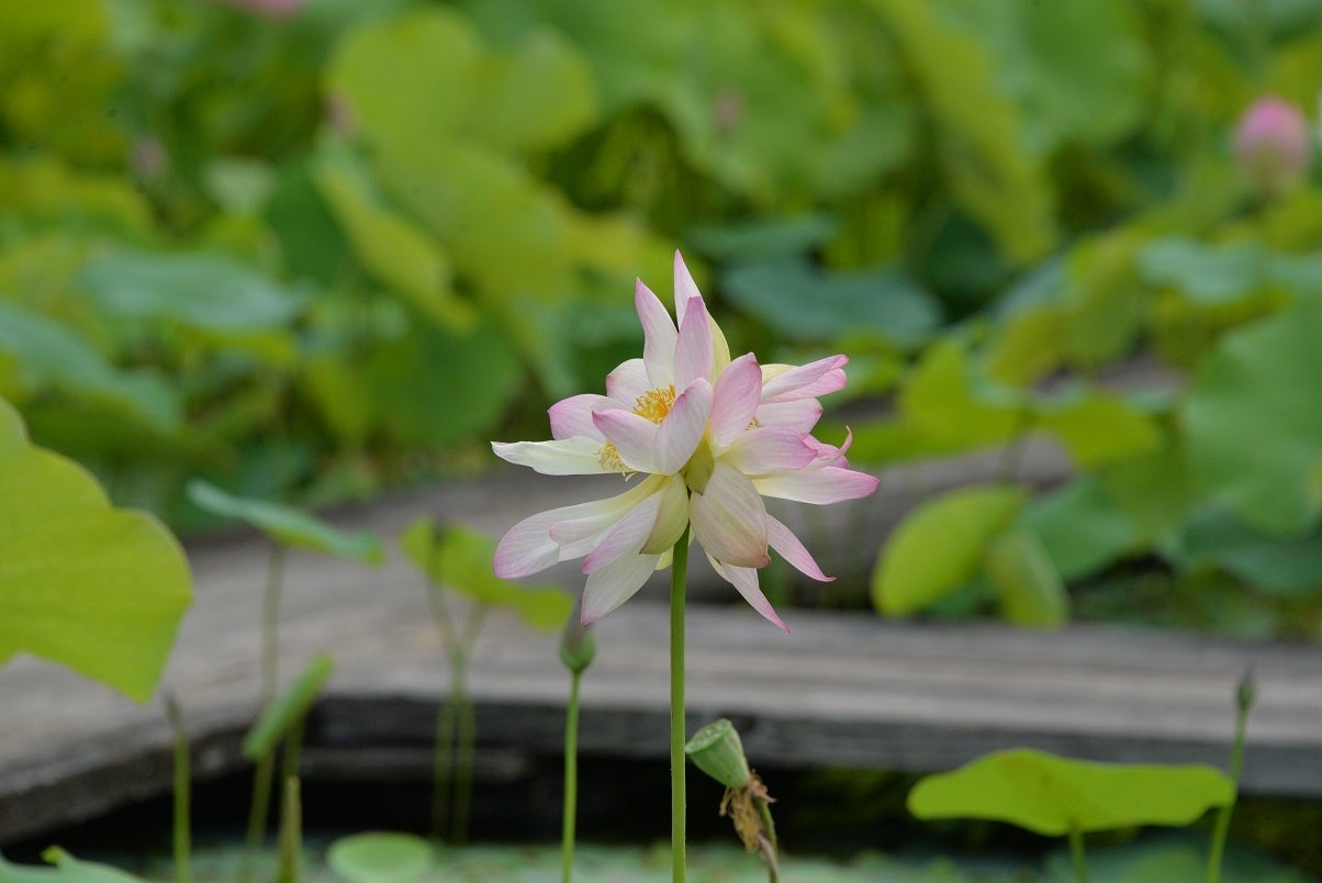 夢前 蓮の花苑　吉兆の花 双頭蓮 花開く