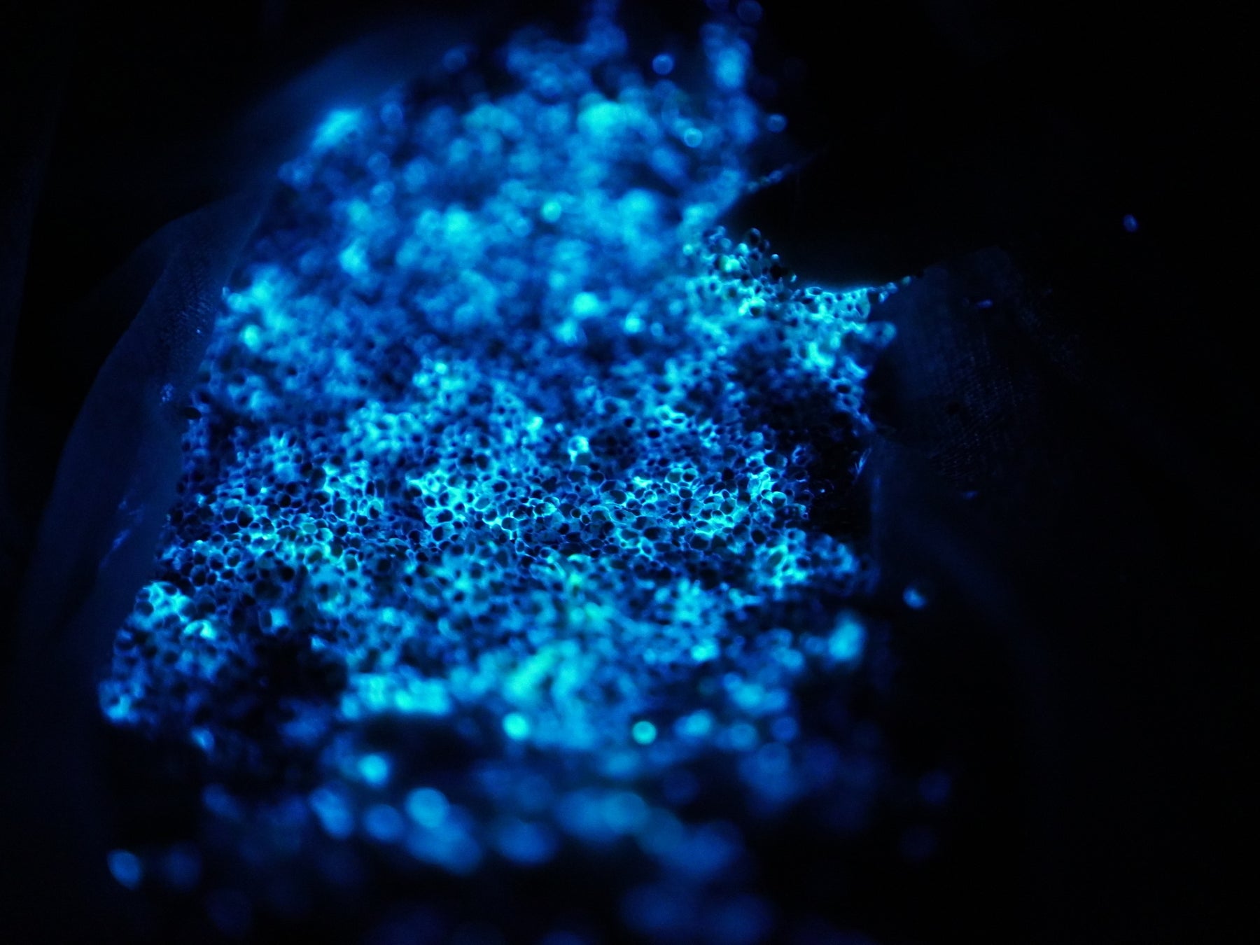 新企画!沼津港発『ちどり号 船上ビアガーデンクルーズ ~戸田港まつり花火大会 船上観覧付き~』運航決定!【千鳥観光汽船】