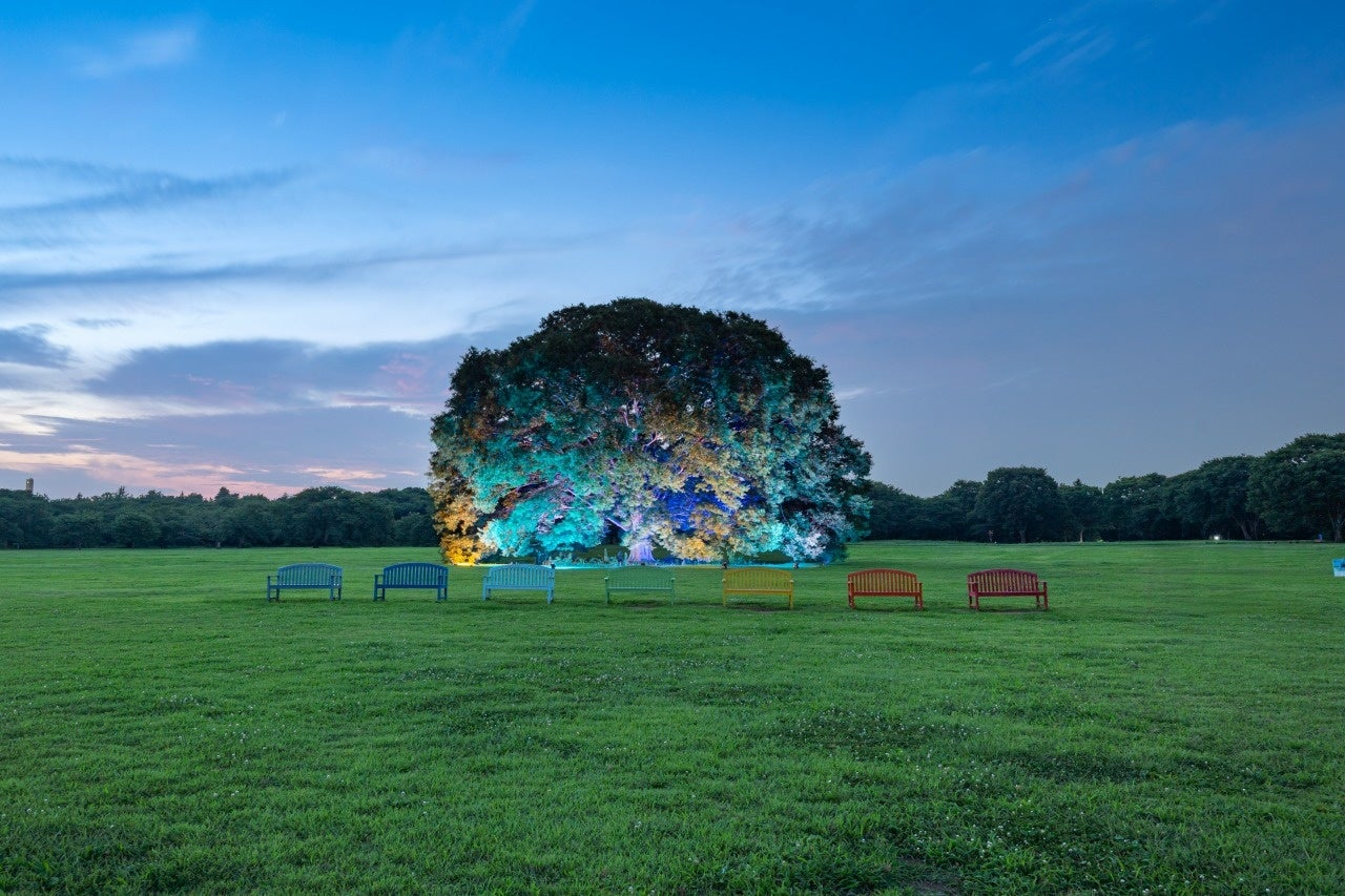 夏の特別夜間開園「ほしぞら散歩」を開催（国営昭和記念公園）
