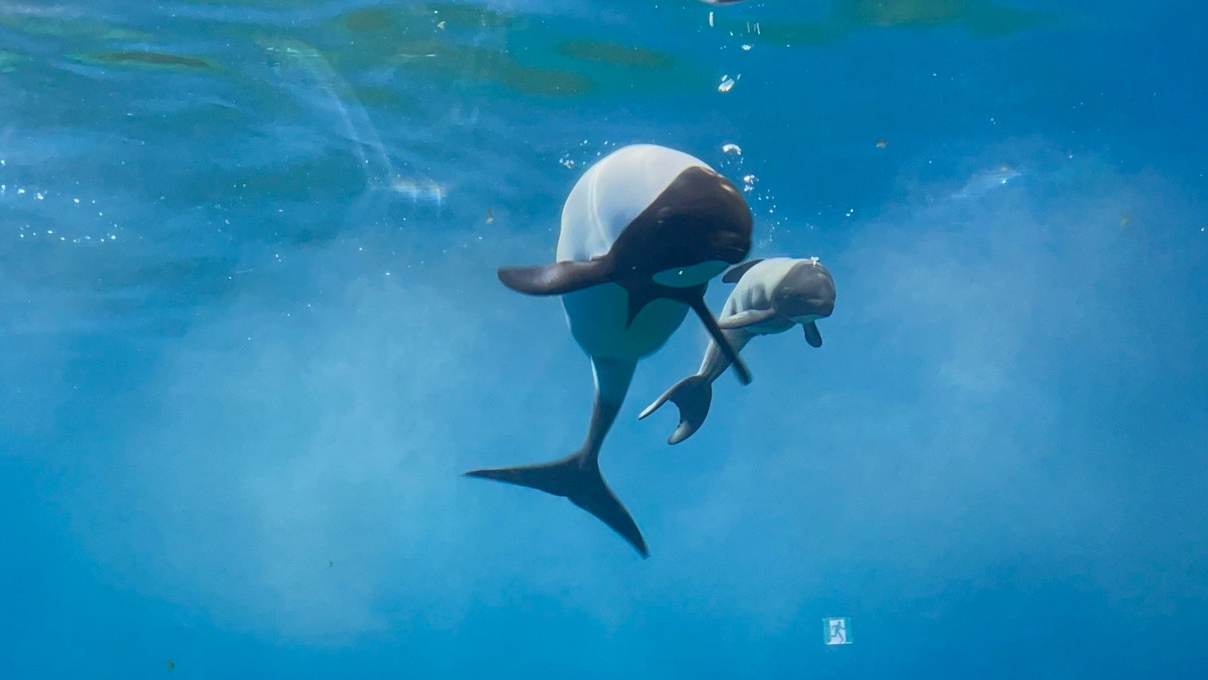 【仙台うみの杜水族館】親子が寄り添って、元気に遊泳中『イロワケイルカの赤ちゃん誕生‼』【２０２５年６月２２日（日）誕生！】