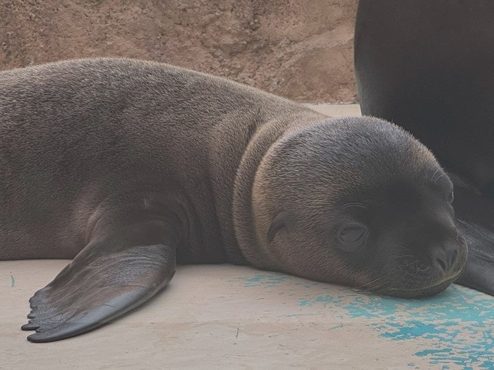 サンシャイン水族館で6月に生まれた新しい仲間 アシカの仔の愛称が「ジョイ」に決定