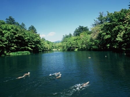 旧軽井沢エリアの気軽な夏のネイチャーツアー開催