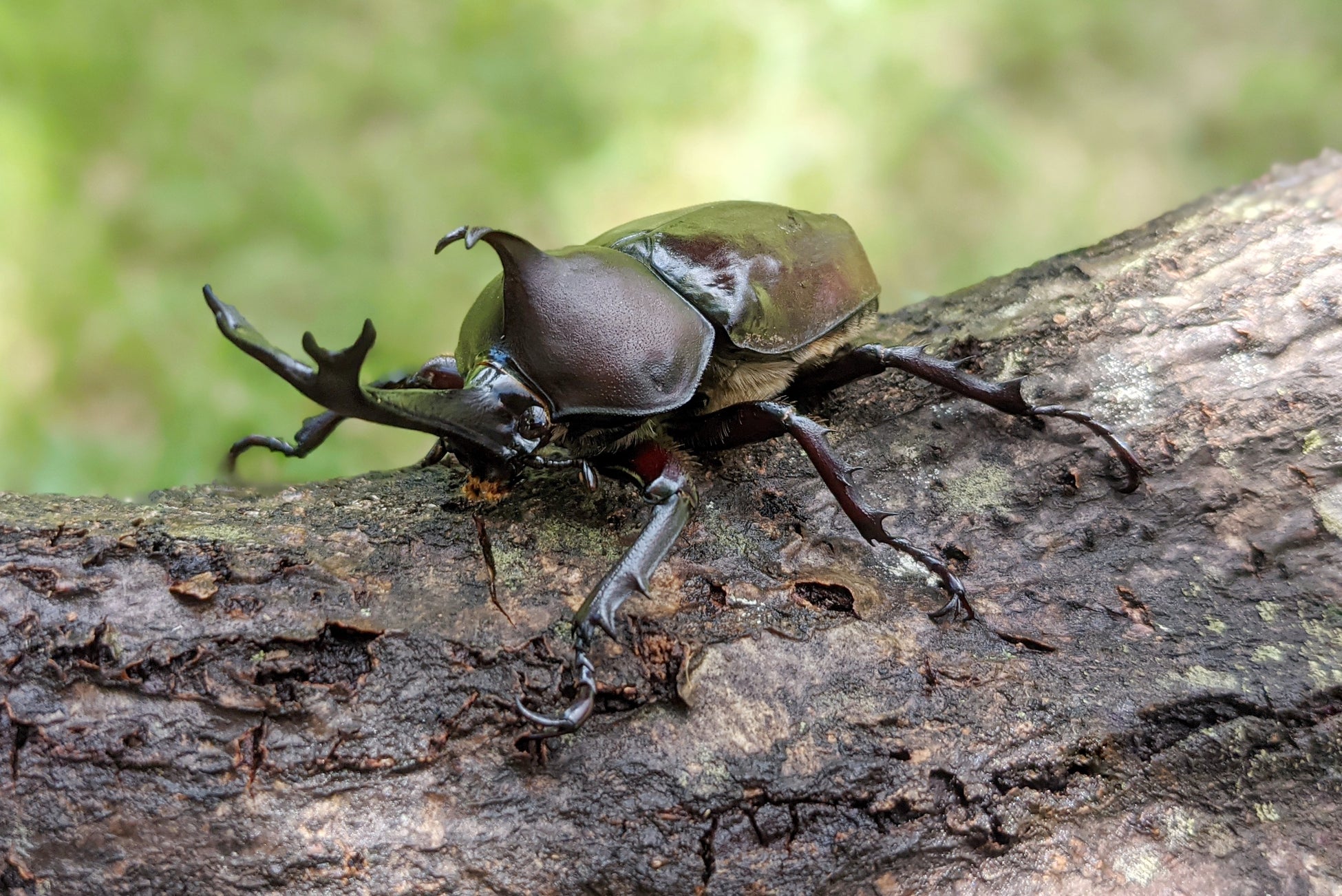 地域の元気を応援、グンゼ「第2回あやべカブト虫相撲大会」に協賛