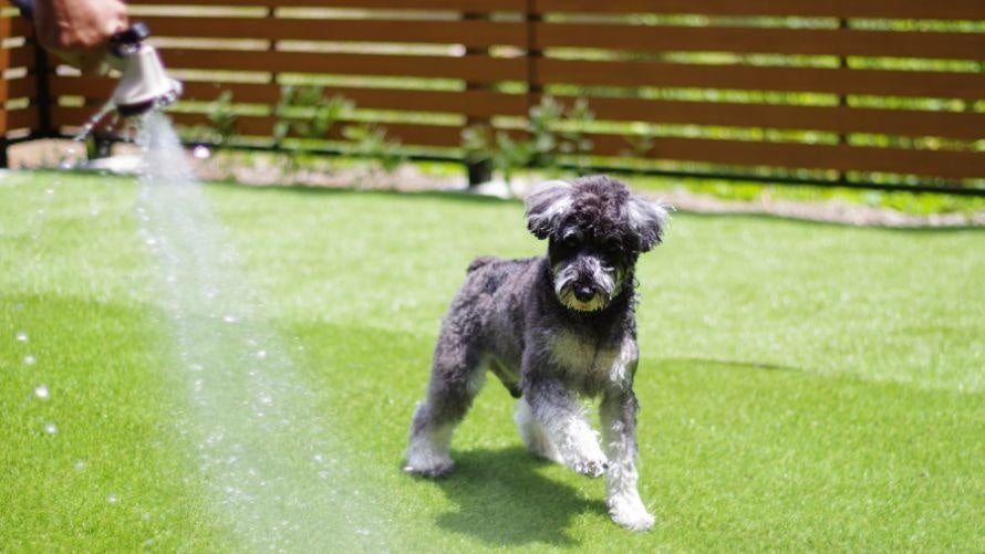 【箱根仙石原プリンスホテル】愛犬といっしょにお出かけプランを販売