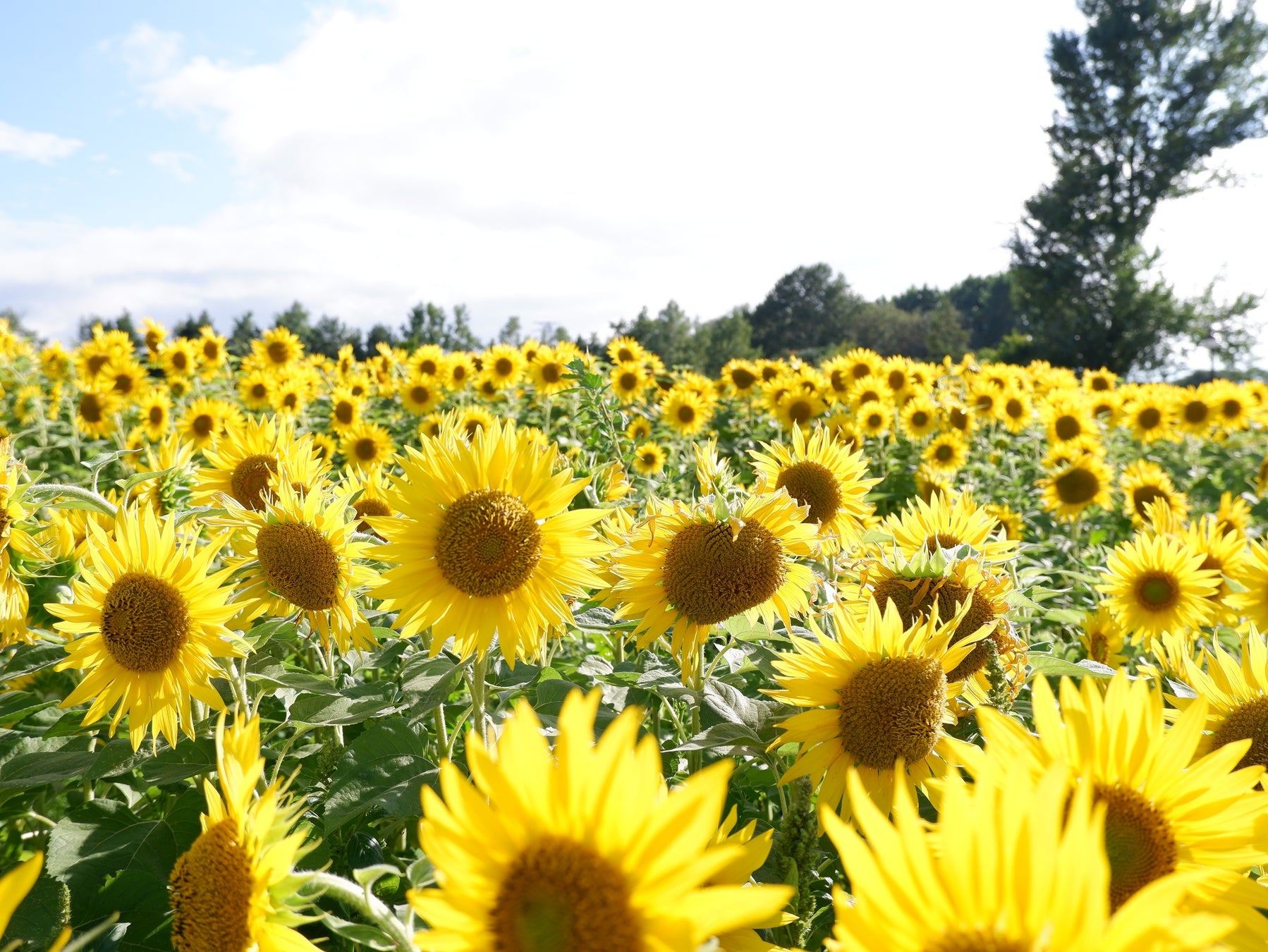 【新展開】福島市が365日「桃色」に染まる！「ふくしまピーチホリデイ」2025年 夏から通年キャンペーンとしてスタート