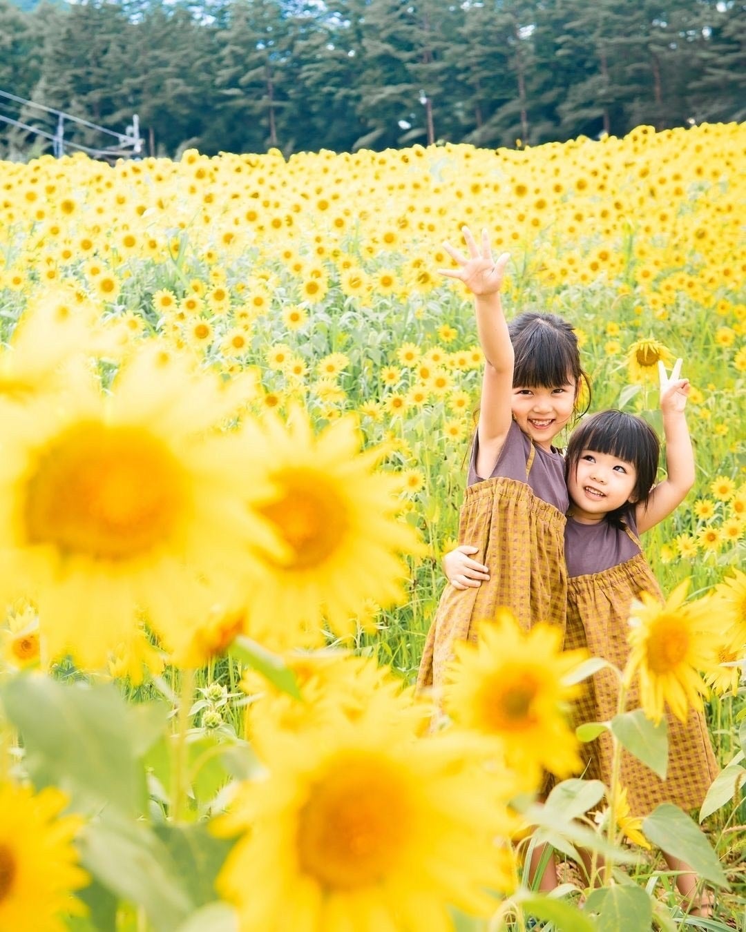 【飛騨高山・岐阜県高山市】アルコピアひまわり園が開園します