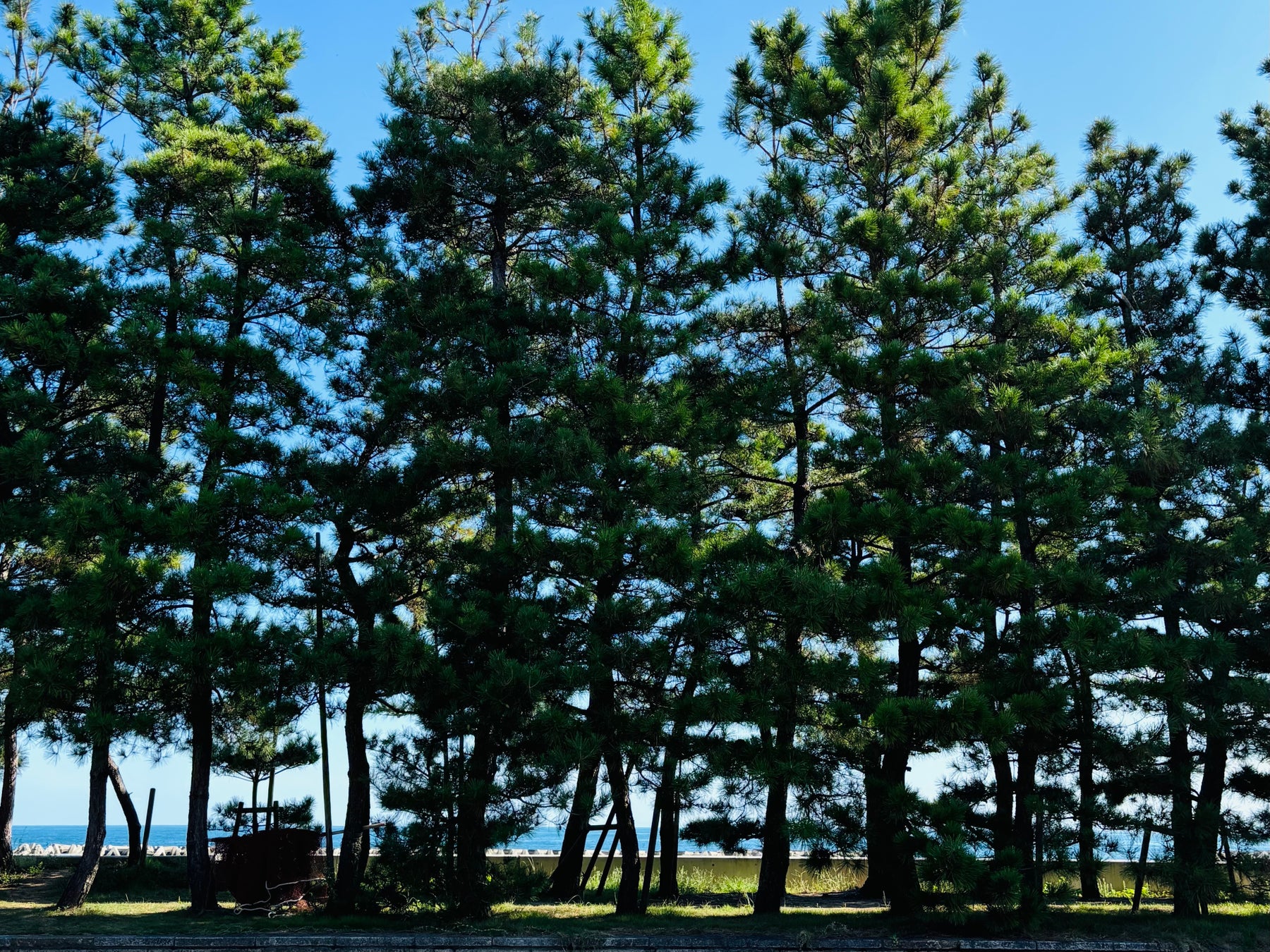 【琵琶湖ホテル】「松茸」や「近江牛」などを味わう期間限定ランチメニュー 目の前で焼き上げるライブ感が楽しい鉄板焼に、秋の味覚満載の日本料理 出来立て・作り立てを楽しむ彩り豊かなイタリアンビュッフェも