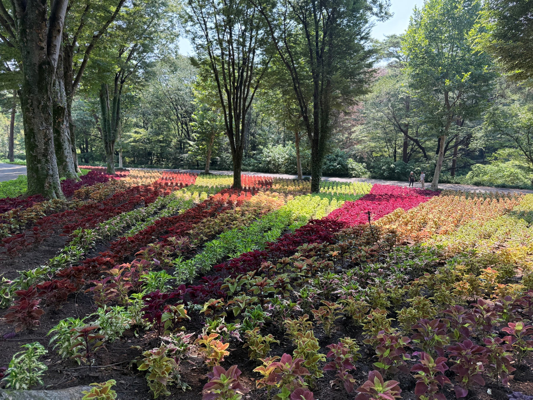 夏限定・THE HOUSE FARMが“屋外体験型リゾート”に変身!家族も犬も楽しめる、湘南・南葉山の山の中のサマーリゾートパークに!