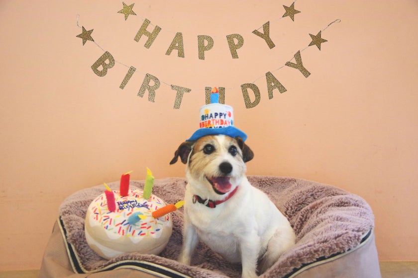 大洗の夏空を彩る、エアレース・ワールドチャンピオンによる華麗な“航空ショー” 今年も大洗サンビーチで開催決定!