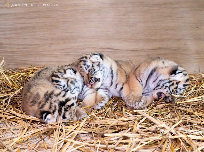 asobito(アソビト)アクティベートラインより「パドルスポーツシリーズ」を8月に発売開始。アソビのフィールドを水上に広げる新シリーズが登場。