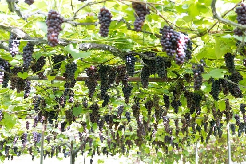 憧れのPOPモデルと一緒に沖縄ロケ!『テアトルアカデミー×Popteen 沖縄ロケリポーターオーディション』開催!8月1日(金)よりエントリー受付開始