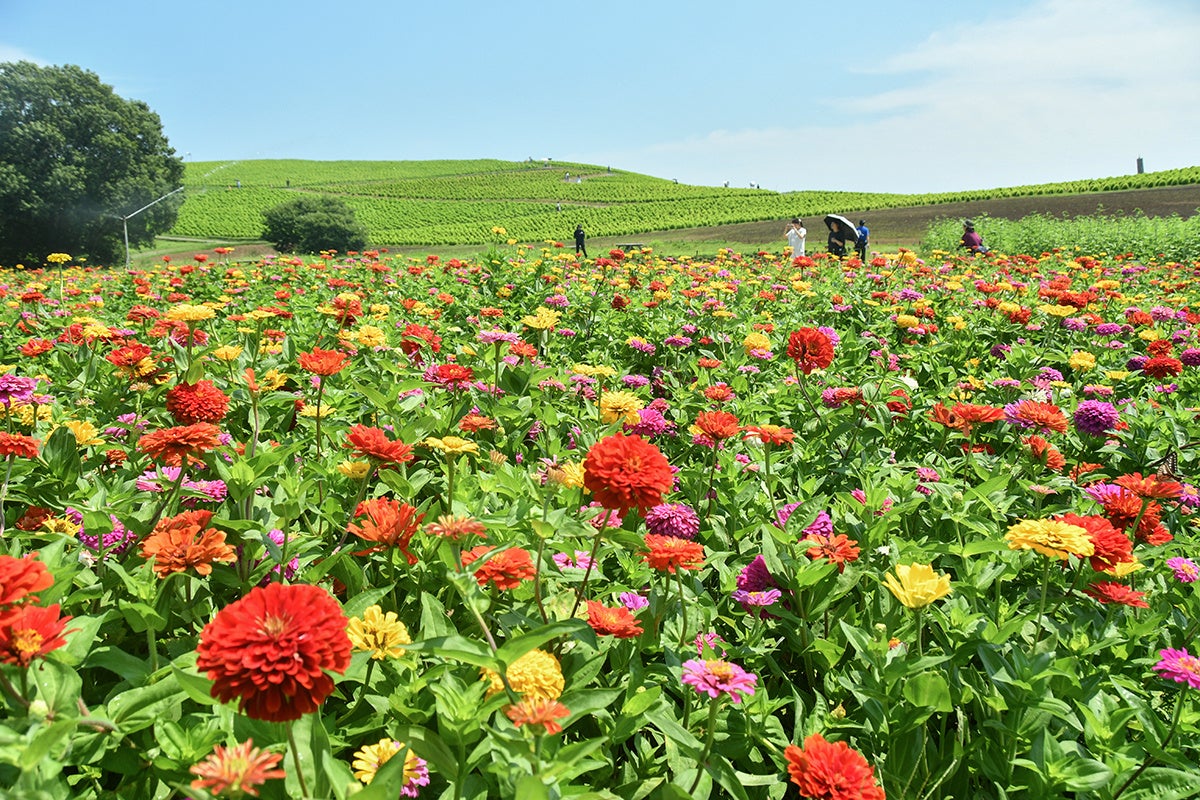 【ふるなび】北海道函館市ふるさと納税、全返礼品で「ふるなびトラベル」が寄附金額で第1位を獲得!