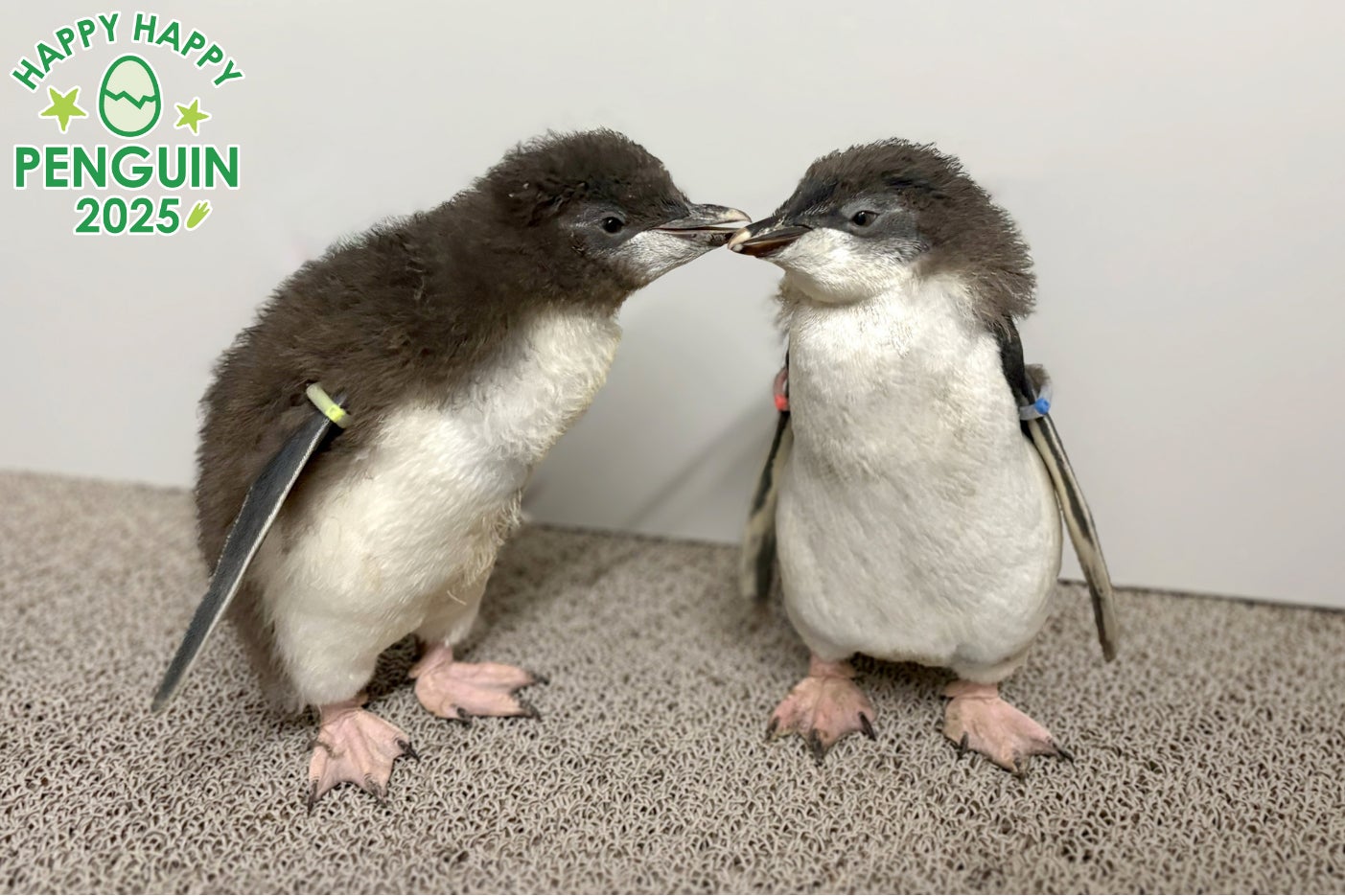 【愛知県一宮市】プールサイドバーベキュー!かき氷でひんやり、プールでびしょぬれ!家族の夏休みは“水遊び×バーベキュー”で宴の時間だ