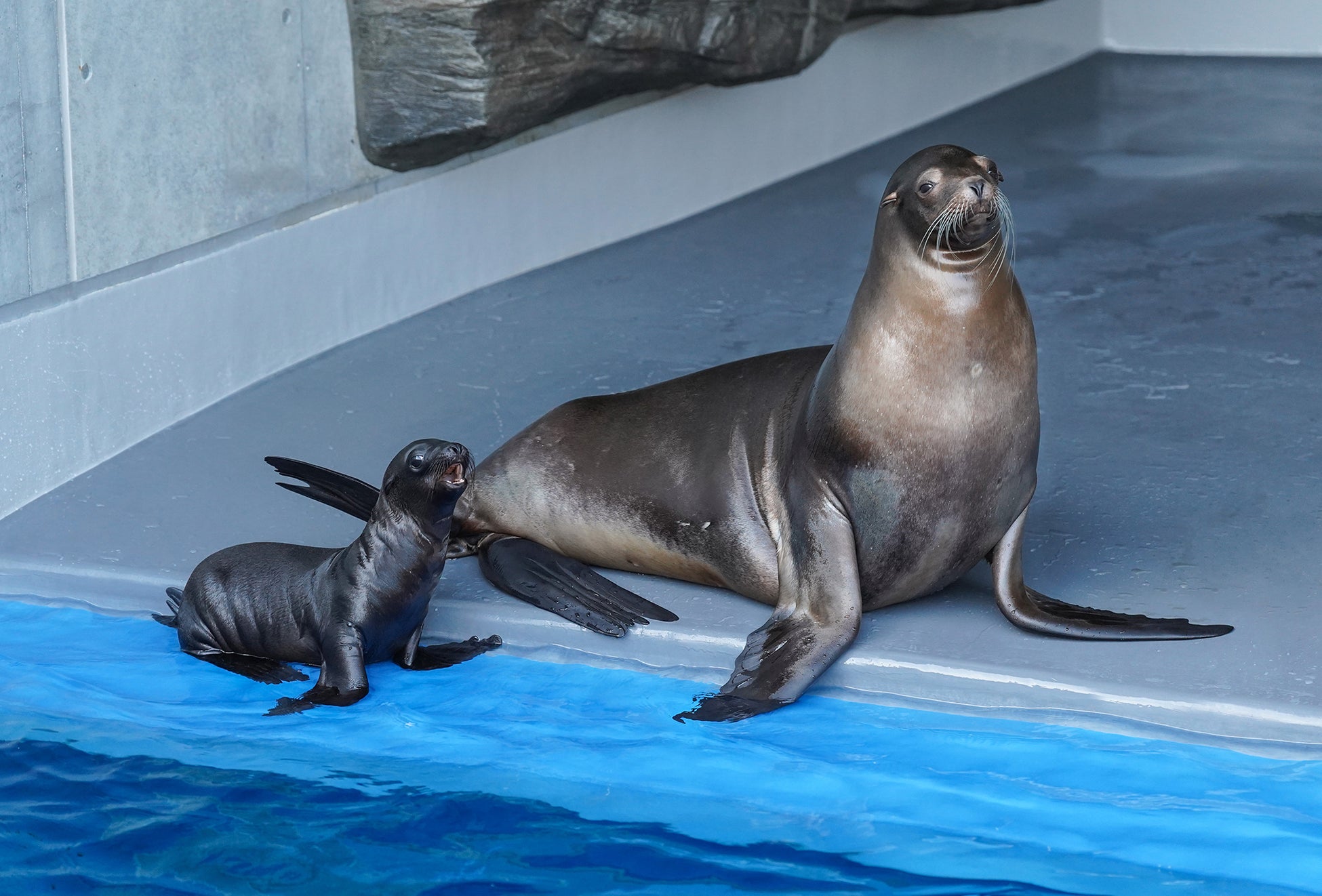 【ニュースレター】あつ~い夏の緊急特別企画!! 狭山スキー場ウォーターフェス2025「真夏の雪まき体験」