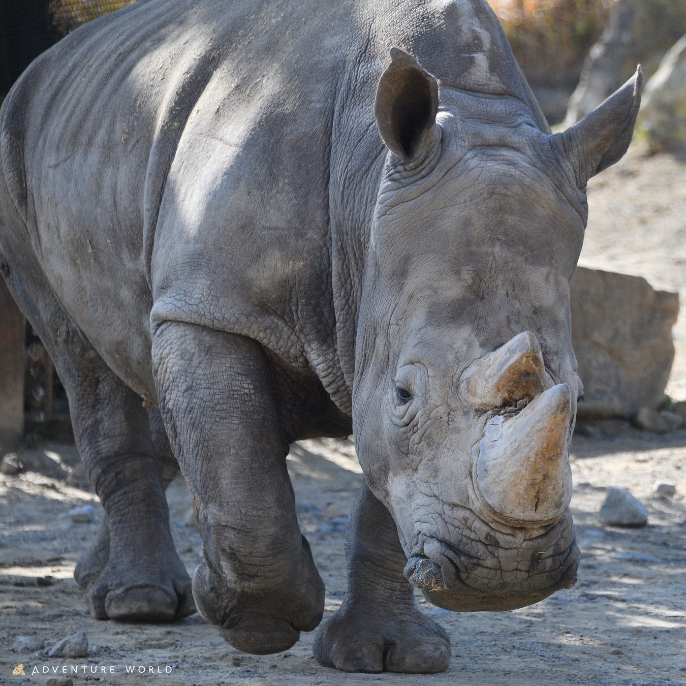 兵庫県淡路島ニジゲンノモリ 「クレヨンしんちゃん」コラボフード新登場! 「オラのお子様カレーセット」 8月9日(土)より販売開始