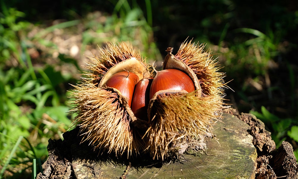 公設民営のクラフト蒸留所「丹丘蒸留所」が北海道東川町に8月27日(水)オープン 地元産の酒米、トドマツを使ったクラフトジン「雪の窓」を発売